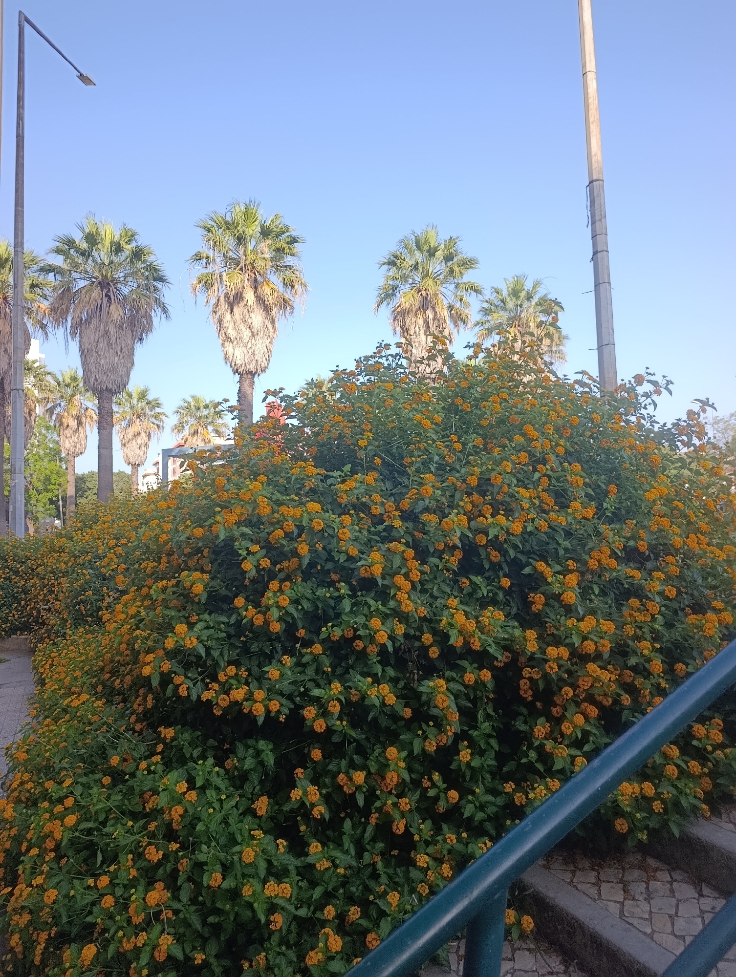 The image depicts a street scene in Setúbal, Portugal, on a clear, sunny day. In the foreground, a dense bush of small, vibrant orange flowers dominates the frame, creating a lush, blooming barrier. To the left, a paved sidewalk runs alongside the bush. Beyond the flowers, several tall palm trees with distinctive fibrous trunks and green fronds are visible, their leaves reaching towards the bright blue sky. A street light with a modern, minimalist design stands on the left side of the image, while another, taller light pole is positioned on the right. In the background, there are glimpses of buildings and more trees, suggesting an urban park or a well-maintained streetscape. The overall impression is one of a sunny, outdoor environment with abundant greenery and a touch of urban infrastructure.