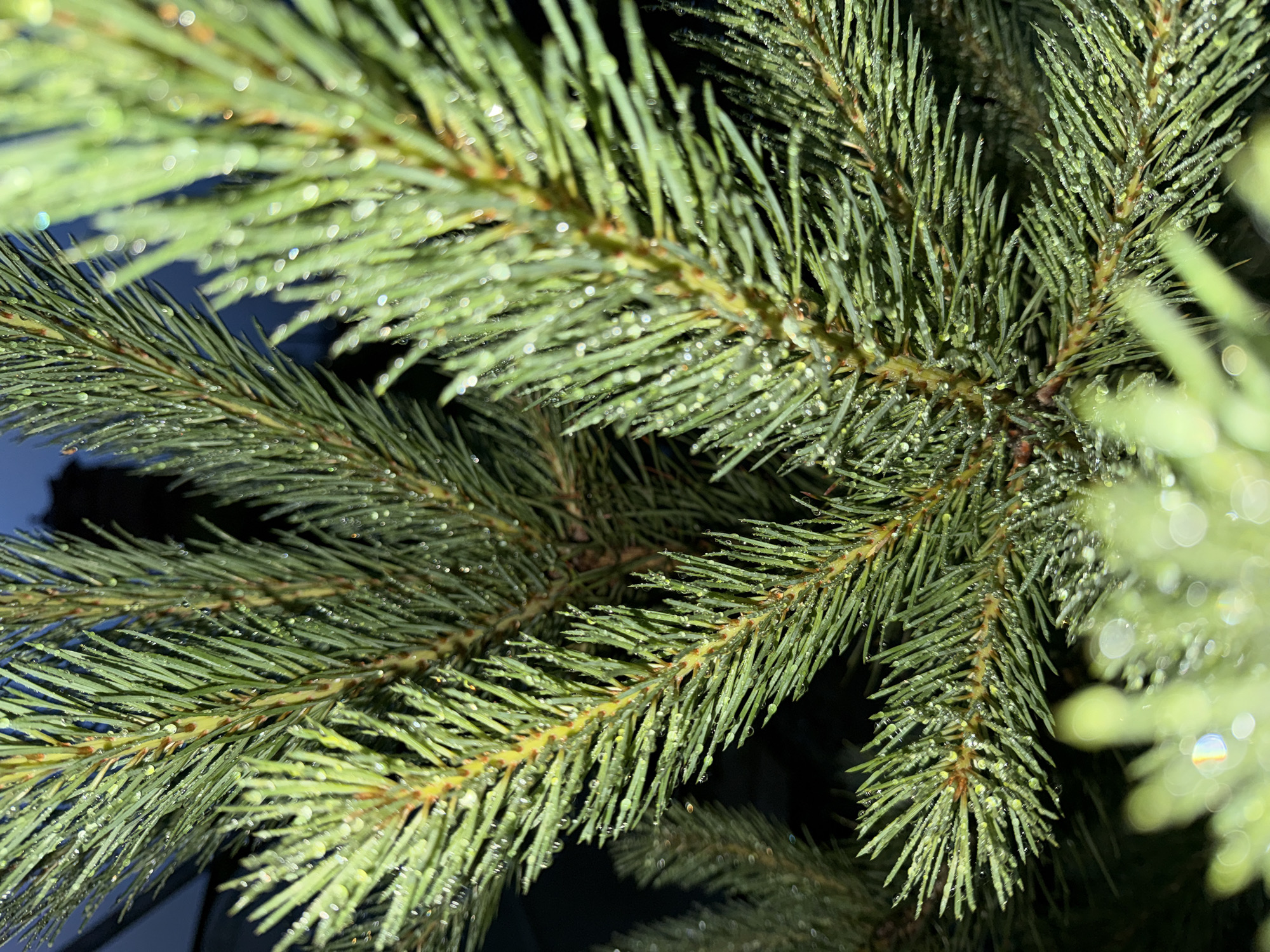 The image shows a close-up, macro view of pine needles. The needles are green and covered in small water droplets, suggesting they are wet, possibly from rain or dew. The background is dark and out of focus, with some bright, blurry bokeh effects, indicating artificial light or highlights. The focus is sharp on the needles, revealing their texture and the individual water droplets clinging to them. The overall impression is one of a natural element, possibly a Christmas tree branch given the context of Malmyzh, Russia, which is known for its Christmas tree cultivation. There are no people, text, or discernible events taking place; the image is a still life focusing on the detail of the wet pine needles. The time of day and specific weather conditions are not explicitly identifiable, but the dark background suggests it might be evening or night, or a shaded area. The location cues are limited to the pine needles themselves, which are common in forest environments.