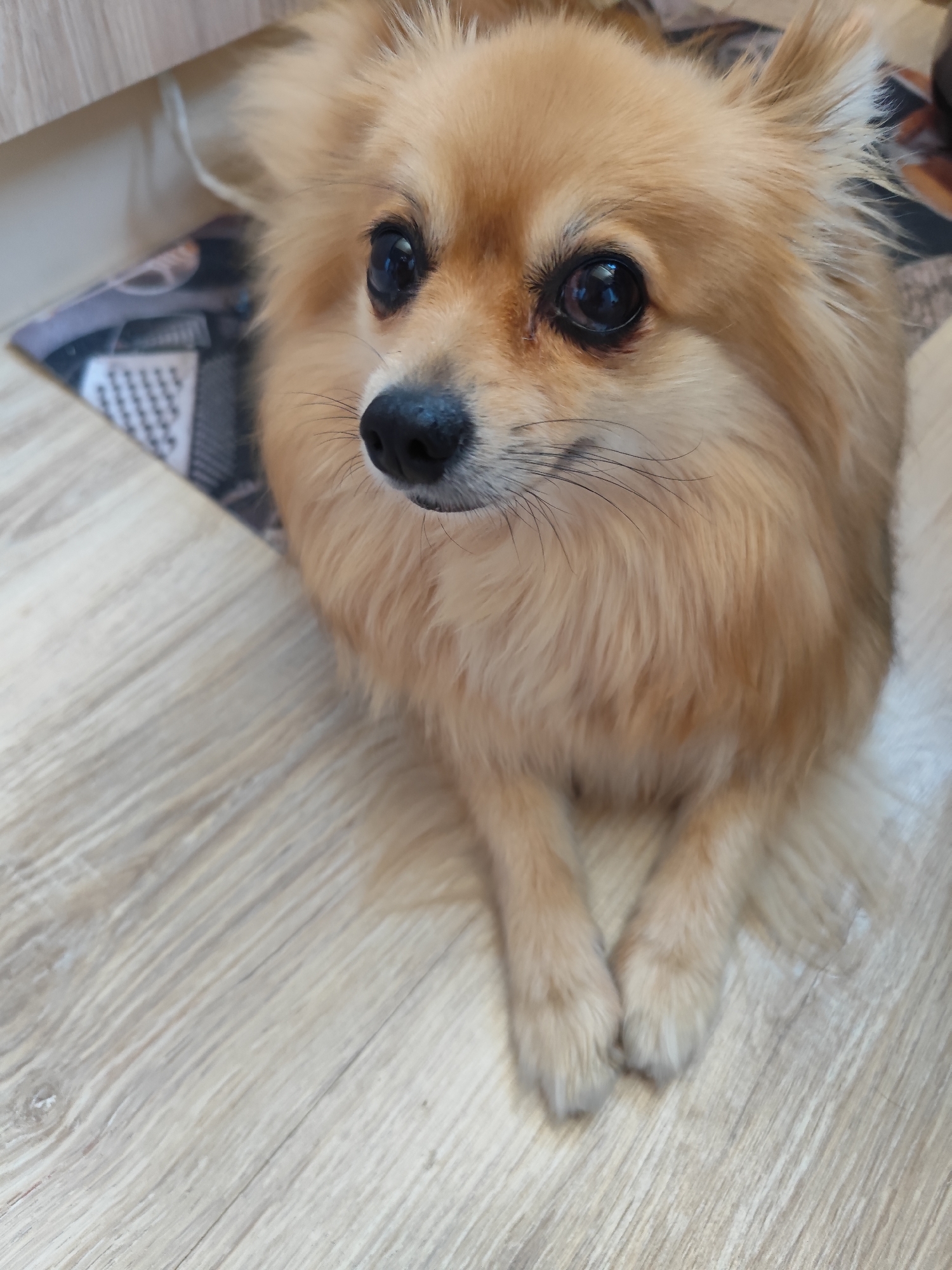 A Pomeranian dog is lying on a light-colored wooden floor. The dog has tan fur and is looking to the left with its paws crossed. Behind the dog is a black and white patterned mat. The environment appears to be indoors, possibly in a residential setting in Montana, Bulgaria.