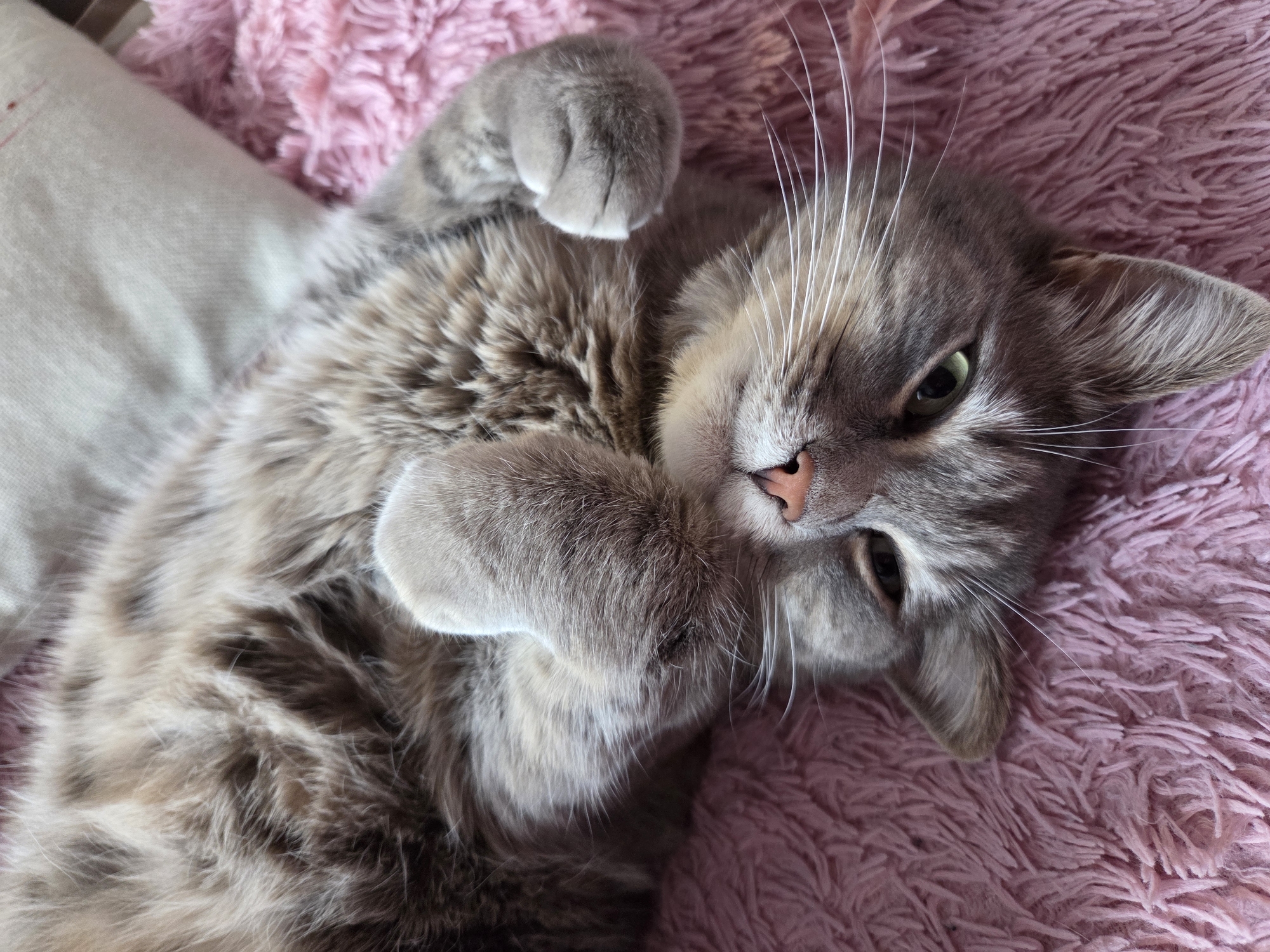 A fluffy gray cat is lying on its back on a pink fuzzy blanket, with its paws curled up. The cat's head is tilted, and its eyes are partially closed, giving it a relaxed and sleepy appearance. A light-colored pillow is visible behind the cat's head. The image was taken indoors, with no specific geographical markers to indicate its location in Birobidzhan, Russia.