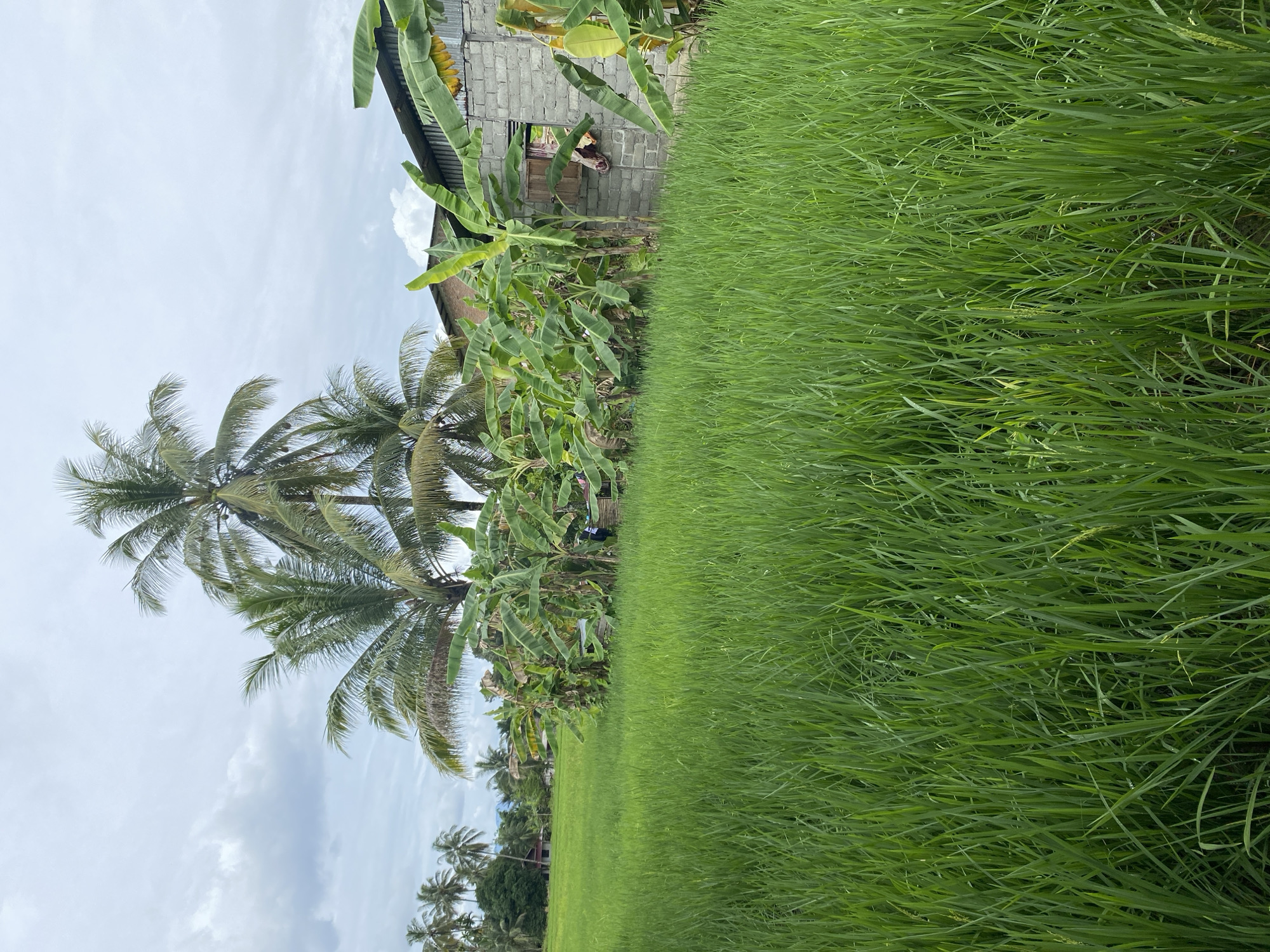 This image depicts a lush green rice paddy in Cotgud, Indonesia. The foreground is dominated by the dense, vibrant green stalks of rice plants, stretching across the frame. In the midground, a cluster of banana trees with large, broad leaves creates a dense foliage barrier. Behind the banana trees, a simple, unfinished building made of grey concrete blocks is visible, with a corrugated metal roof. A wooden window frame is present on the building, with some fabric hanging out. Coconut trees with their distinctive fronds are scattered throughout the background, some reaching high into the cloudy sky. In the far distance, more vegetation and the hints of other buildings can be seen, suggesting a rural village setting. The sky is overcast with scattered clouds, casting a diffused light over the scene. There are no people visibly present in the image.