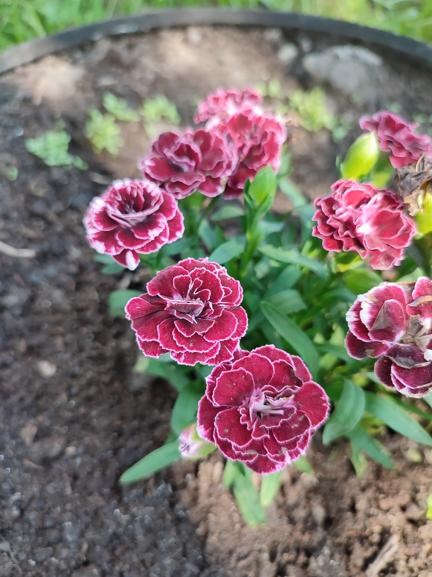 The image shows a close-up of several dark red carnation flowers with white-edged petals. The flowers are in a garden bed with dark soil and green foliage. The background is blurred, suggesting a shallow depth of field. The scene is outdoors, likely in a residential area. The flowers appear to be healthy and in bloom. There are no people or animals visible in the image. The overall impression is one of natural beauty and tranquility. The location is specified as Voskobiinyky, Ukraine.