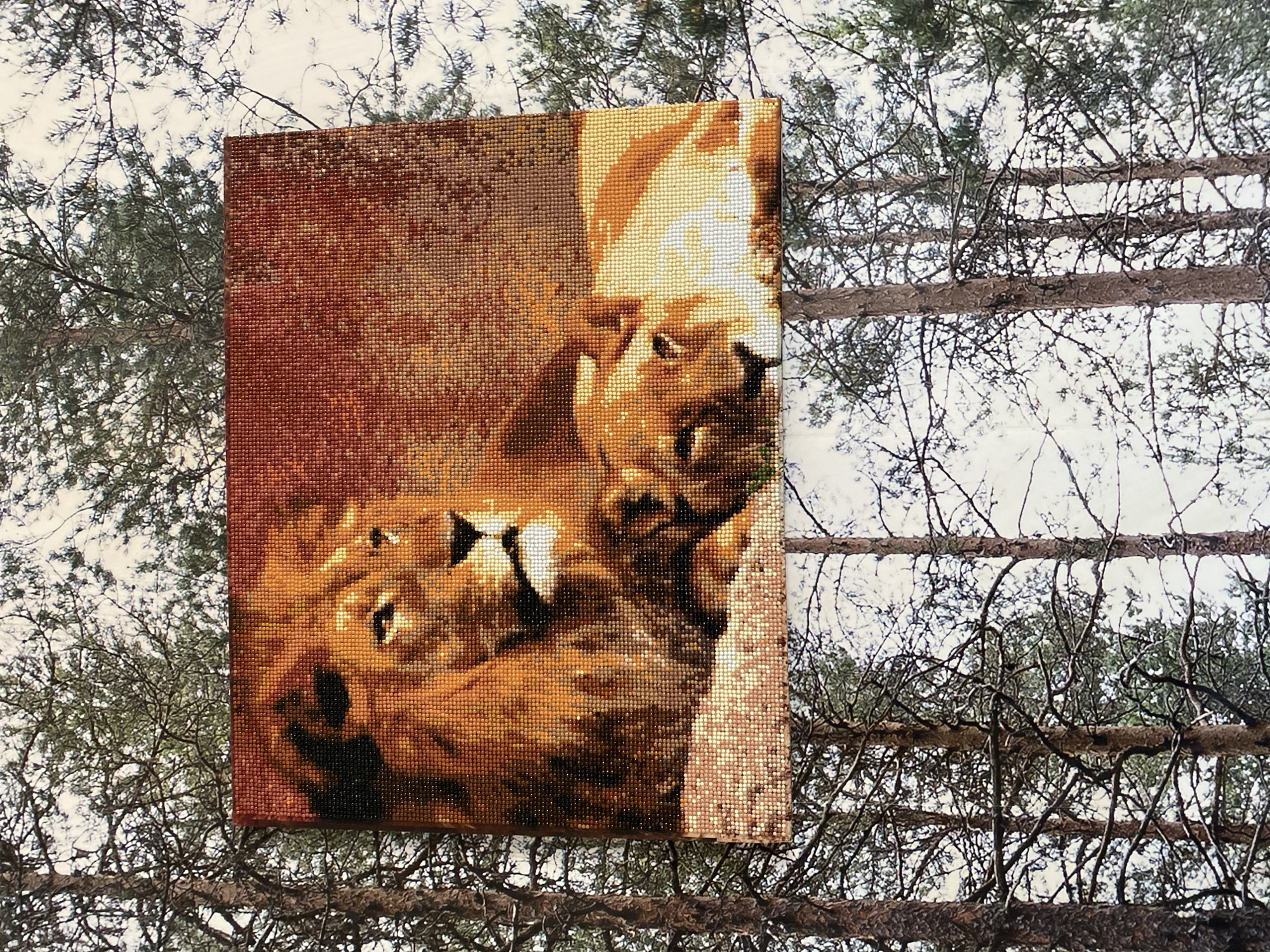 A framed diamond painting of two lions is displayed outdoors, suspended in front of a backdrop of pine trees. The diamond painting is rectangular, with the top edge positioned closer to the viewer than the bottom edge. The painting depicts a male lion with a prominent mane on the left, and a lioness lying down on the right. The lions are rendered in a mosaic of small, colored beads, with warm tones of orange, brown, and yellow dominating the image. The background of the painting is a mottled blend of darker oranges and reds.
The real-world background consists of several tall pine trees with rough bark and sparse branches. The trees are closely spaced, creating a sense of depth and texture. The sky above is a pale, overcast white, with some hints of green foliage visible through the branches of the pine trees. The overall impression is one of a natural, outdoor setting, with the artwork positioned as a focal point. The location in the city of Kisliakovskaya, Russia, is not discernible from the visual information provided in the image.