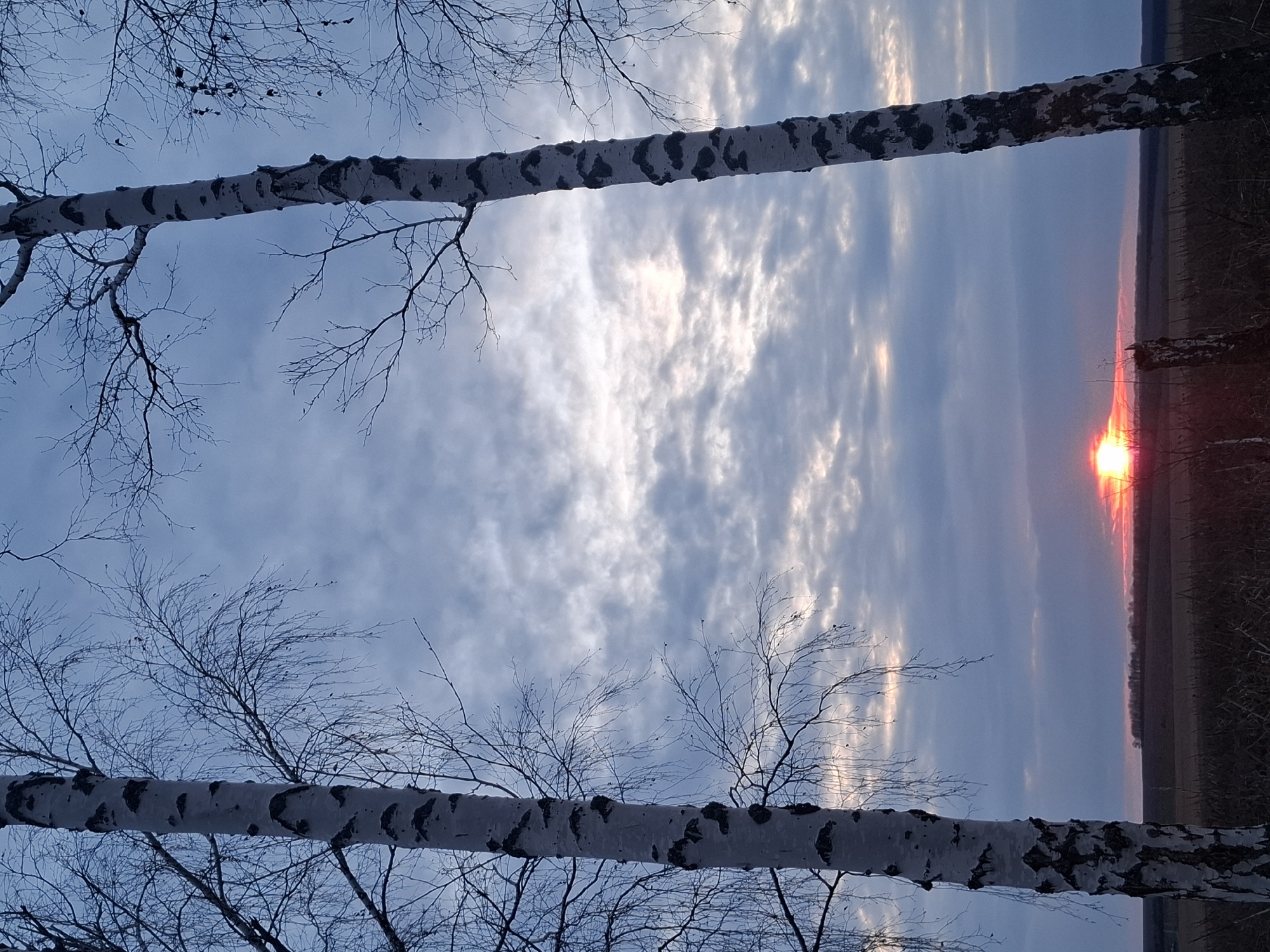 The image depicts a winter sunrise scene near Khlevnoe, Russia. Two birch trees, identifiable by their white bark with black markings and bare branches, frame the view. The sky is a mix of pale blue and streaks of white, reflecting the early morning light. A bright red sun is rising on the horizon, illuminating a field or flat land covered in dormant vegetation. The overall impression is a tranquil, cold, and rural landscape at the beginning of the day. There are no people visible.
