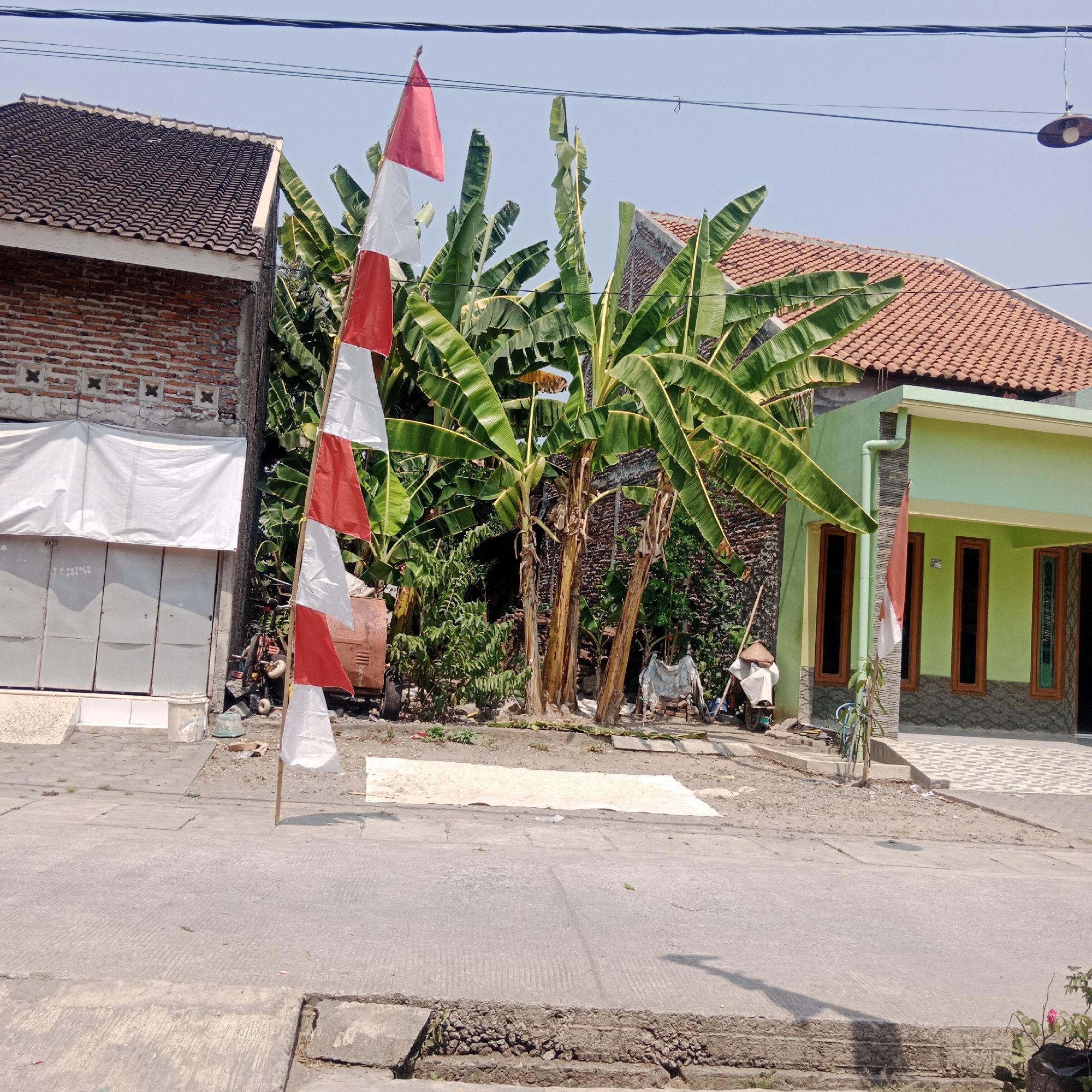The image captures a street scene in Tegowanu Kulon, Indonesia, under a clear blue sky. In the foreground, a paved road with some concrete edging leads into the midground, where a cluster of banana trees with large, green leaves dominates the scene. A red and white Indonesian flag, divided into horizontal stripes, is prominently displayed on a wooden pole to the left of the banana trees.
Behind the banana trees, two houses are visible. The house on the left has a brick facade and a tiled roof, with a white tarp covering part of its front. The house on the right is painted light green with a reddish-brown tiled roof and features several tall, narrow windows with dark frames. A smaller red and white flag is mounted on the green house's exterior wall.
The environment appears somewhat cluttered, with various objects scattered around. To the left of the banana trees, near the brick house, are what appear to be large, grey metal doors or panels, possibly part of a shop or storage area, and a white bucket. Further back, behind the banana trees, is a rusty orange metal object, possibly a container or piece of equipment, and piles of bricks. Near the green house, a person wearing a conical hat is seated on a cart, which is laden with what looks like white fabric or bags. There are also bicycles and other assorted items. The ground around the houses and trees is a mixture of dirt and some patches of light-colored material spread out. Power lines are visible crisscrossing the sky overhead. The overall impression is a residential or commercial area with elements of daily life and local culture.