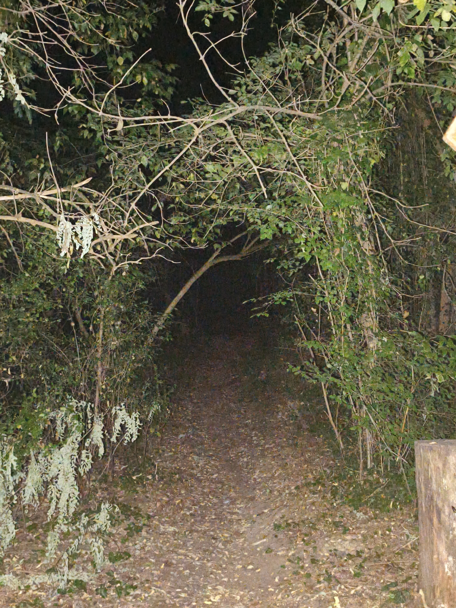 The image depicts a dimly lit forest path in Lovech, Bulgaria, possibly during dusk or at night, with dense foliage encroaching from both sides and overhead. The path itself is covered in fallen leaves and appears to be unpaved, suggesting a natural or semi-natural environment. The vegetation is a mix of trees and undergrowth, with numerous branches creating a canopy that filters the light. The overall atmosphere is somewhat eerie and secluded due to the low light conditions and the thickness of the woods. There are no people or visible animals in the frame. The presence of a rough wooden post on the right side of the image indicates a possible boundary or marker.