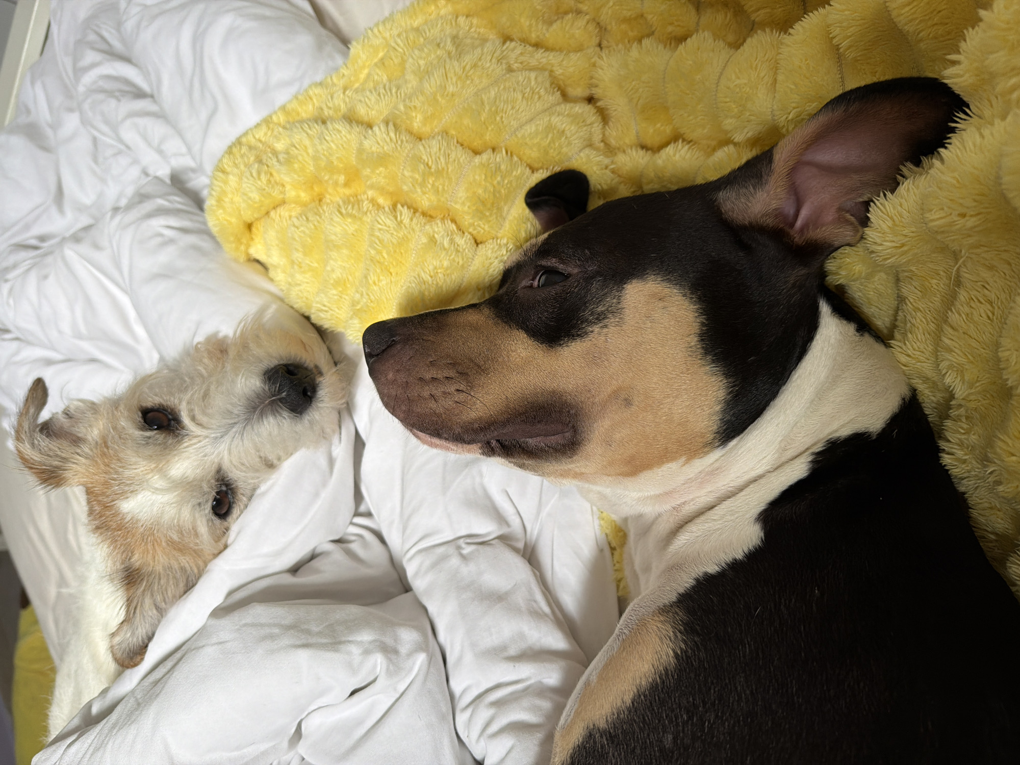 Two dogs rest on a bed covered in white sheets and a yellow, textured blanket. The dog on the right has short, smooth fur that is primarily black with tan and white markings. It is lying with its head resting on the blanket, one ear visible and erect. The dog on the left is smaller with wiry, light-colored fur and is partially covered by the white sheets. It is looking towards the camera. The scene appears to be indoors, likely in a private residence. No other details indicate the location is in Tel-Aviv, Israel.