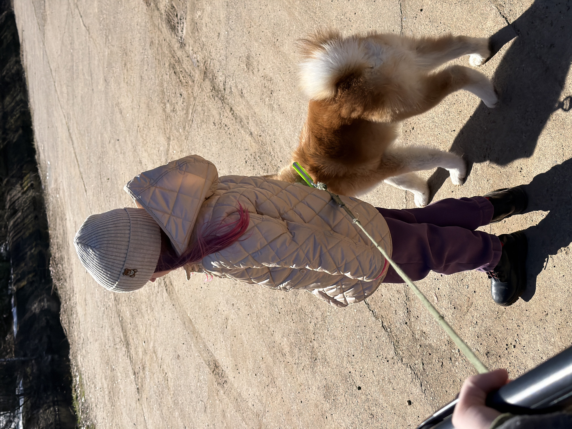 A child walks a tan and white dog on a leash along a paved road or path. The child is wearing a light-colored quilted jacket, purple pants, a gray knit hat with a brown bear patch, and black shoes. The dog is sniffing the ground in front of the child. The background consists of a paved surface and a glimpse of trees on the left. The photograph appears to be taken at a low angle, possibly handheld, based on the view. I am not able to confirm the location is in the city of Noviy, Russia, based on the image.