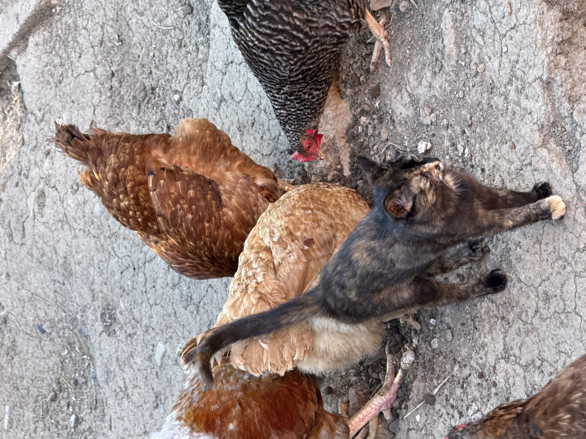 In the city of Slavyani, Bulgaria, a tortoiseshell cat stands on cracked, dry earth, looking to its right. The cat is in the foreground, with its body angled slightly away from the viewer. Behind the cat, several chickens are gathered, pecking at the ground. One chicken, with black and white barring, is in the right foreground, its head lowered to the ground. Two brown chickens are behind the cat, one facing left and the other facing away from the viewer. The environment is rural, with loose soil and small stones. The lighting suggests it is daytime.