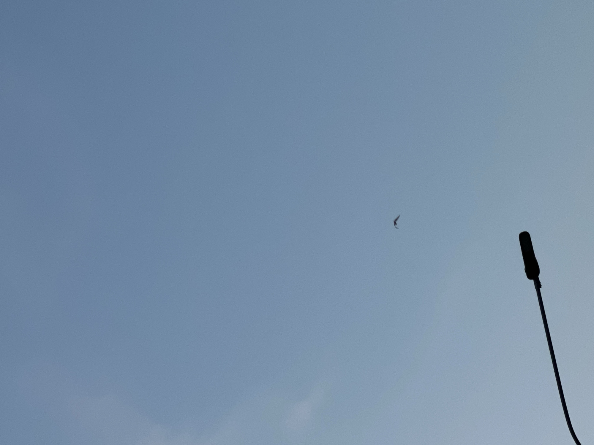 A bird flies in a pale blue sky with a street lamp post silhouetted on the lower right.