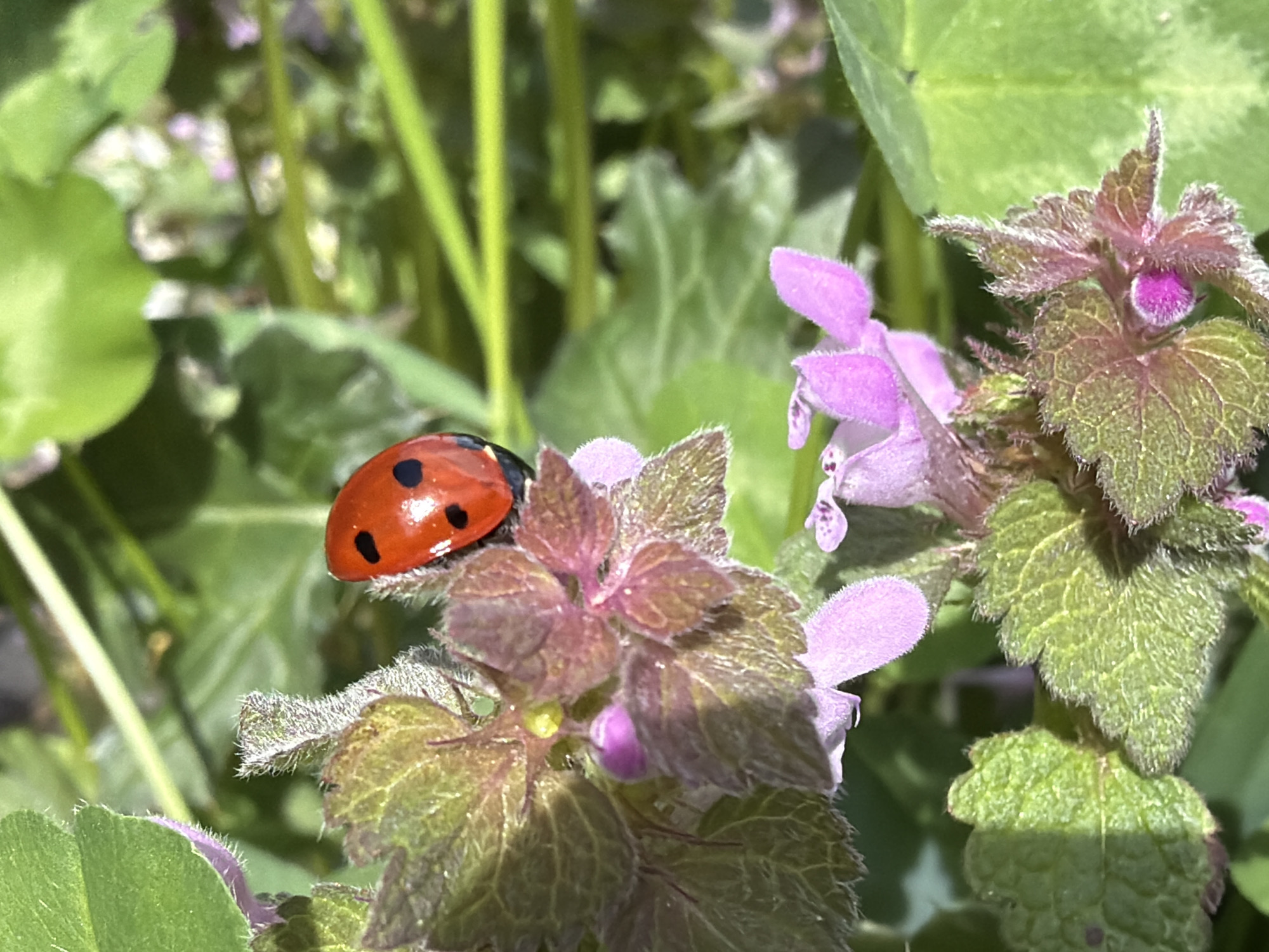 A close-up shot shows a red ladybug with black spots resting on a flower with green and reddish-purple leaves and small lavender blooms. The background consists of green foliage and stems. The exact location within Rossiyskiy, Russia, cannot be determined from the image.