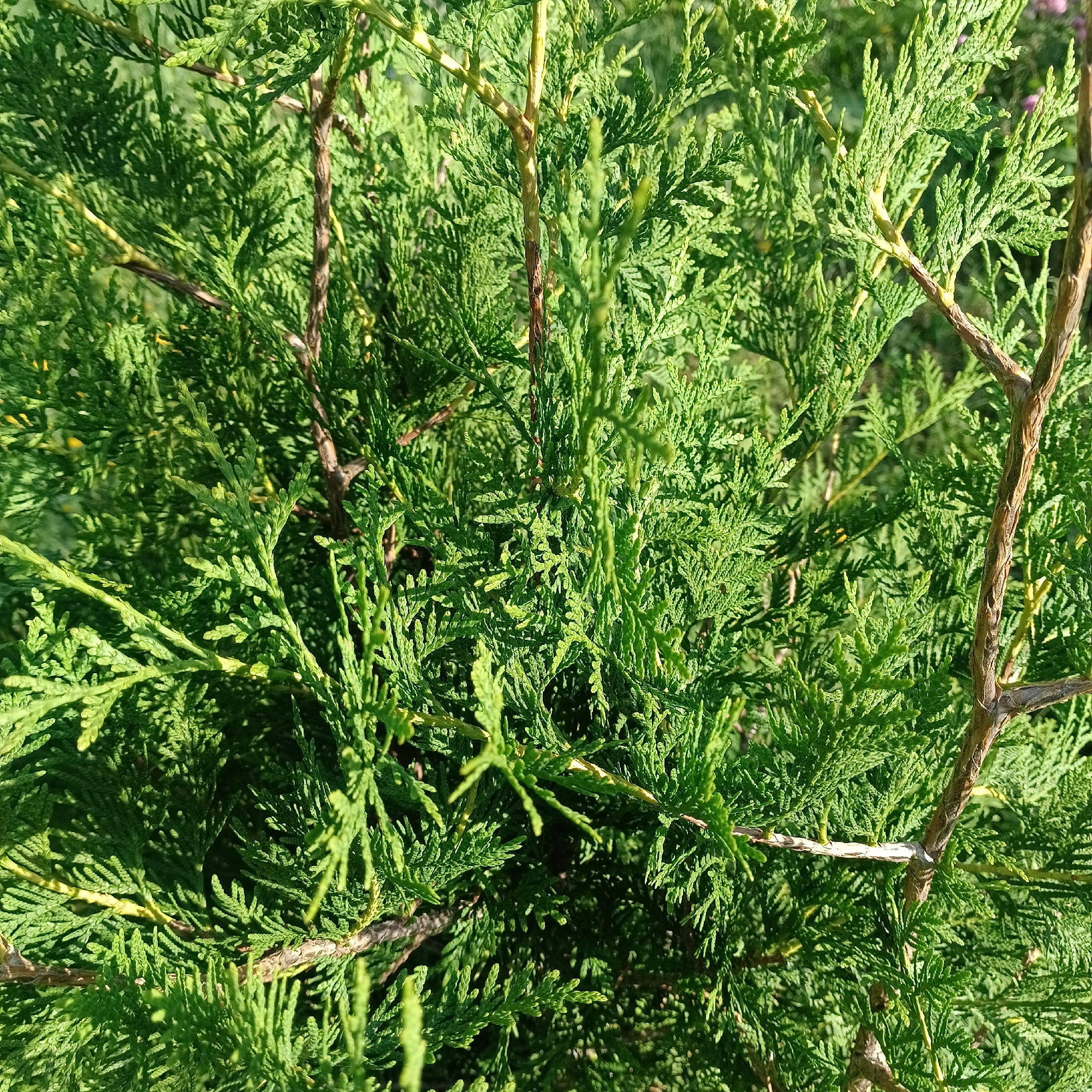The image is a close-up, eye-level view of the dense, green foliage of a coniferous tree, likely a cedar or juniper, in Novokuybyshevsk, Russia. The branches are covered in feathery, scale-like leaves, primarily in shades of emerald and lime green. Sunlight filters through the dense canopy, creating highlights and shadows that add depth to the scene. Some of the older branches, visible in the foreground and midground, are brown and woody, contrasting with the vibrant green of the new growth. The background is softly blurred, suggesting more greenery and possibly other plants in the vicinity. There are no people or animals visible in the image. The overall impression is one of natural texture and the lushness of vegetation in an outdoor setting.
