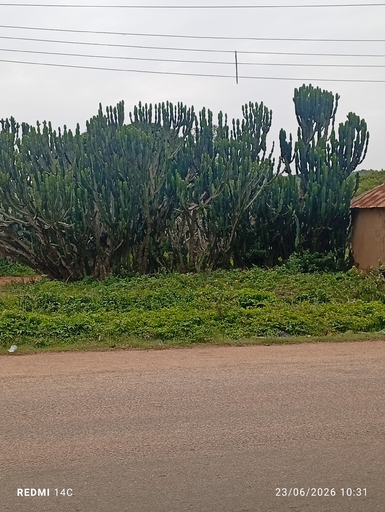 The image shows a dense thicket of tall, green, columnar cacti, likely Euphorbia ingens, bordering a paved road. The cacti form a significant green barrier, with some plants reaching several meters in height. To the right of the cacti, a small, simple structure with a corrugated metal roof and earth-toned walls is partially visible. The ground in front of the cacti is covered in lush, green undergrowth, suggesting a well-watered environment. The road appears to be a typical asphalt surface, showing some texture and minor imperfections. Overhead, several power lines stretch across the hazy, overcast sky. The lower right corner of the image displays a timestamp: "23/06/2026 10:31" and "REDMI 14C" is visible in the lower left corner. The scene is characteristic of a rural or semi-rural setting in Nigeria, possibly in or near the town of Du, located in the Jos Plateau region, known for its distinctive flora. No people are visible in the image.