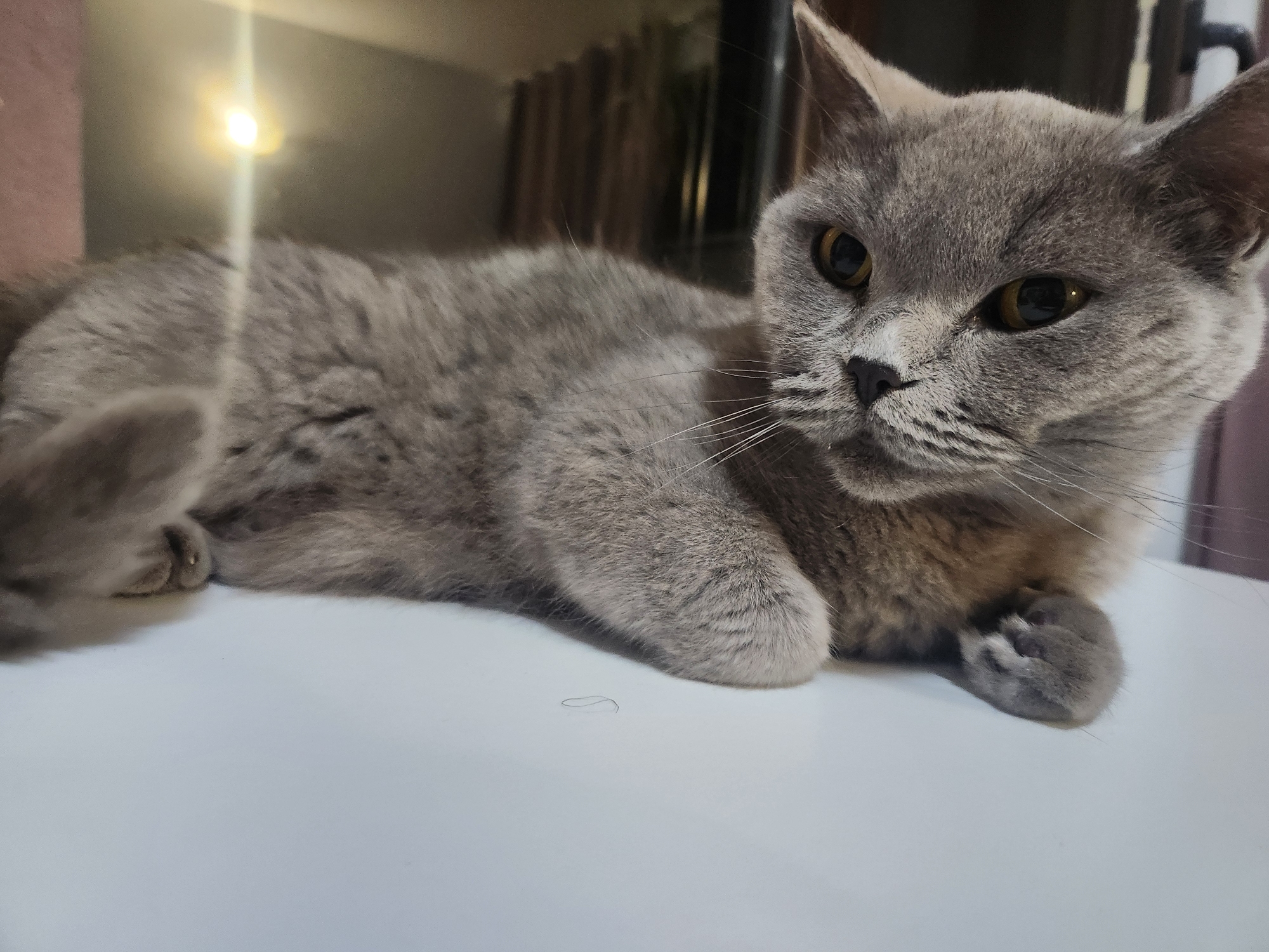 A gray domestic cat is lying on a white surface. The cat is facing the right side of the frame, with its head turned towards the viewer. Its eyes are golden yellow, and its ears are pointed. The cat's body is mostly visible, with its tail curled to the left. The background is out of focus, but it appears to be an indoor setting with some furniture and a bright light source. There is a single strand of cat hair on the white surface in front of the cat. The image was taken in the city of Tsarevo, Bulgaria.