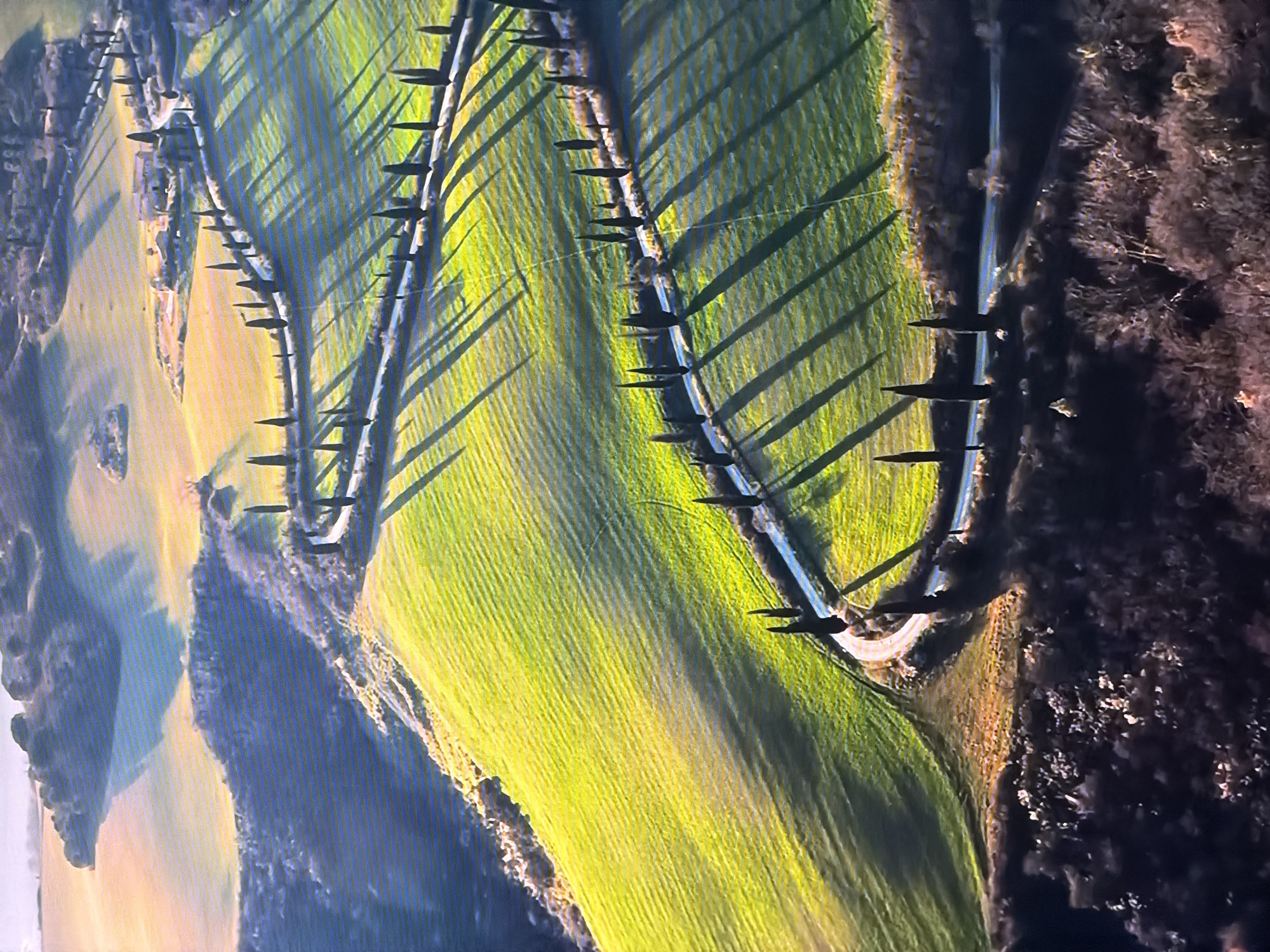 This is an aerial, oblique photograph of a winding road lined with cypress trees through rolling green hills. The sun casts long shadows across the landscape, highlighting the contours of the fields. In the distance, a cluster of buildings, likely a villa or farmstead, sits atop a rise. The scene evokes the Tuscan countryside of Italy. The location is NOT Chirchik, Uzbekistan.