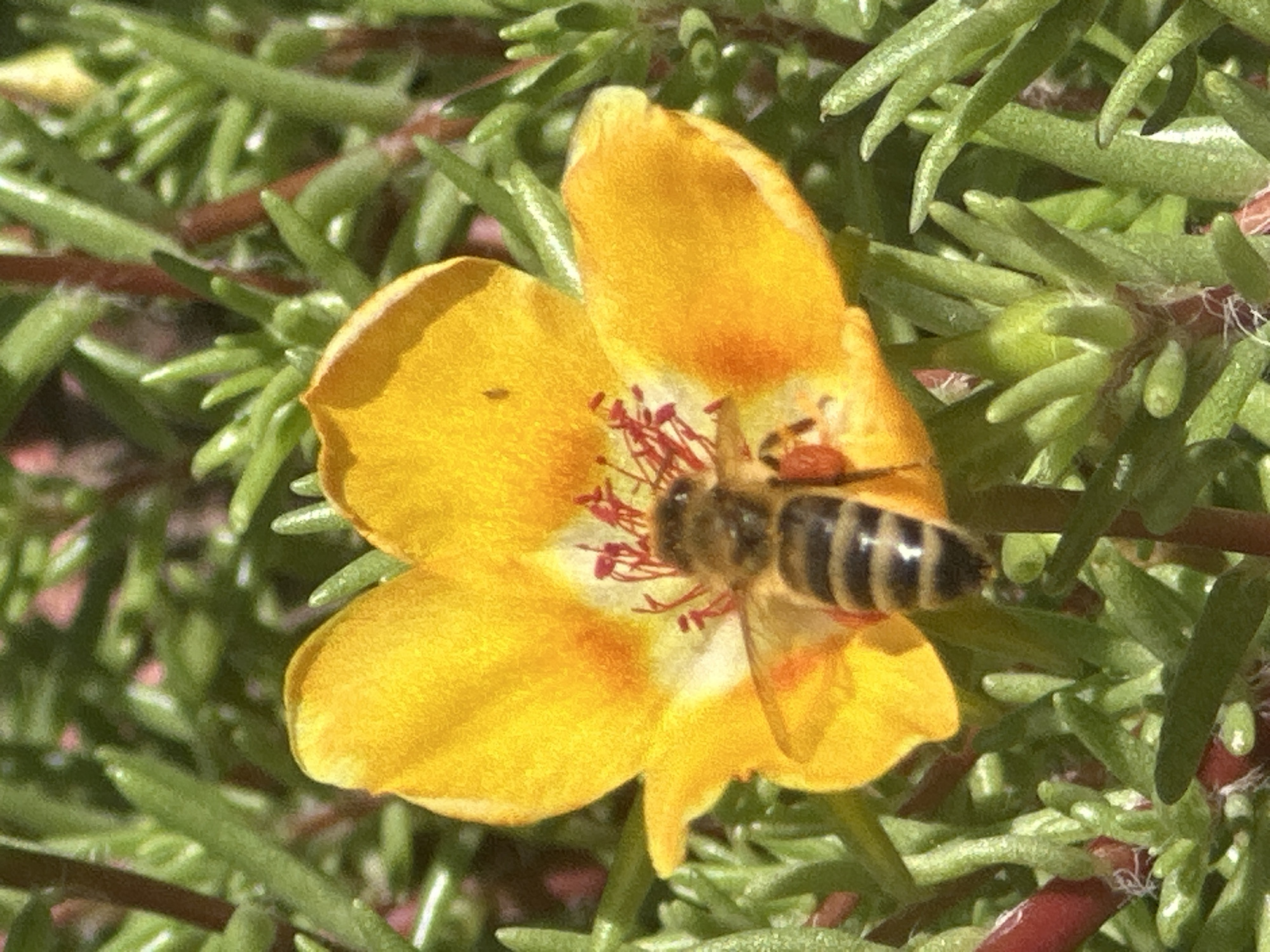 A close-up, eye-level, outdoor shot captures a bee with black and yellow stripes foraging on a vibrant yellow flower in Lobacheve, Ukraine. The bee is positioned in the center of the frame, its body angled towards the flower's center where red stamens are visible. The flower petals are a bright, saturated yellow with some orange tinges near the center. The background consists of out-of-focus green foliage and hints of pink, suggesting a garden or natural setting. The lighting is bright, indicating a sunny day. There are no people visible in the image.