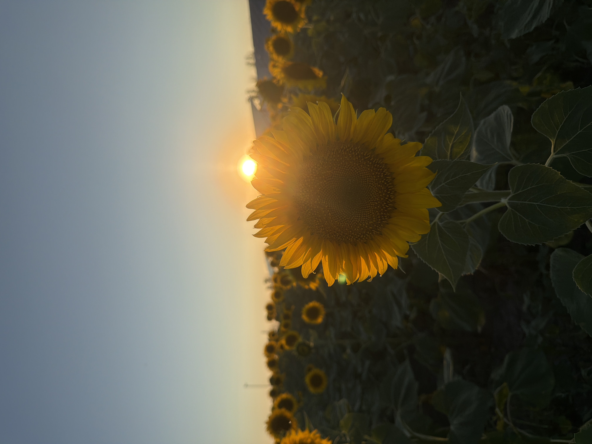 A close-up shot captures a vibrant sunflower in the foreground, its large yellow petals illuminated by the warm glow of a setting sun. The sun itself is visible as a bright orb just above the horizon, casting a golden light across the scene and creating a soft lens flare. Behind the prominent sunflower, a vast field of more sunflowers stretches into the distance, their heads tilted towards the fading light. The sky transitions from a clear blue at the top to a soft yellow-orange near the horizon, indicating either dawn or dusk. The overall atmosphere is serene and picturesque, evoking a sense of natural beauty and tranquility.