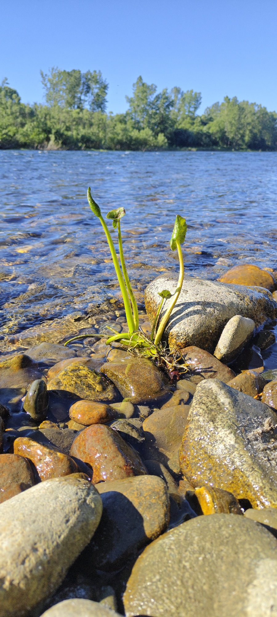 This is a vertical, eye-level shot of a bright green plant growing among wet river stones. The plant has thin, upright stems with a few pointed leaves. The river's shallow, clear water flows over the stones, reflecting the bright blue sky. In the background, lush green trees line the opposite bank of the river. The image appears to be taken outdoors, possibly in a natural setting like a riverbank.
