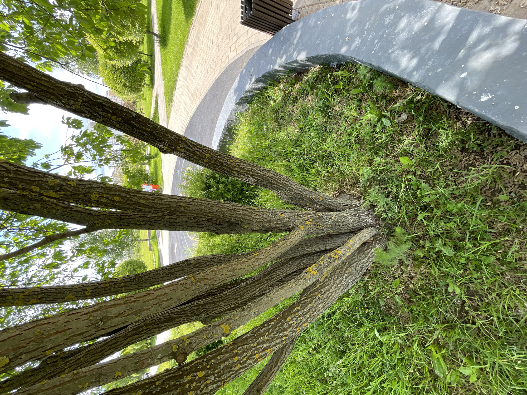 The image depicts a tree with multiple trunks growing close to the ground in a park in Moscow, Russia. The tree trunks are light gray and have rough bark with patches of yellow lichen. Lush green grass surrounds the base of the tree. A curved concrete structure borders the grassy area around the tree. A paved walkway with a cobblestone pattern is visible in the background, along with other trees and greenery suggesting a park setting. A trash can is visible next to the sidewalk.