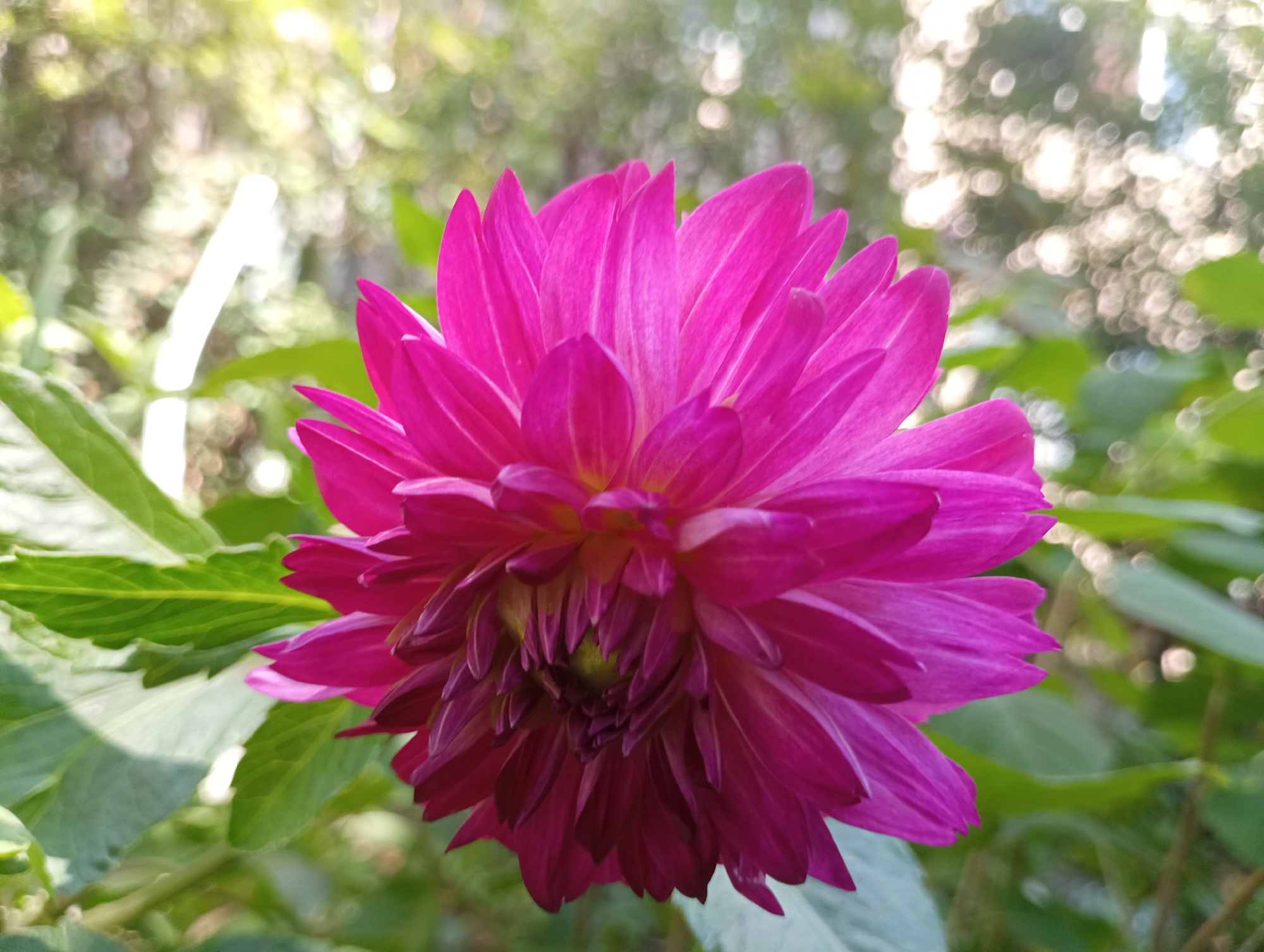 A close-up, head-on, eye-level shot features a vibrant fuchsia dahlia flower in full bloom, positioned centrally. The flower's many layered petals create a complex, textured surface, with the outer petals exhibiting a brighter fuchsia hue that deepens towards a dark magenta at the base and center. The background is softly blurred, showcasing green foliage and bokeh lights from the sun filtering through trees. The scene is outdoors, likely a garden in Chornomorsk, Ukraine, given the context. No people or animals are present, and no discernible actions or interactions are taking place. The lighting suggests it is daytime, with soft, diffused sunlight.