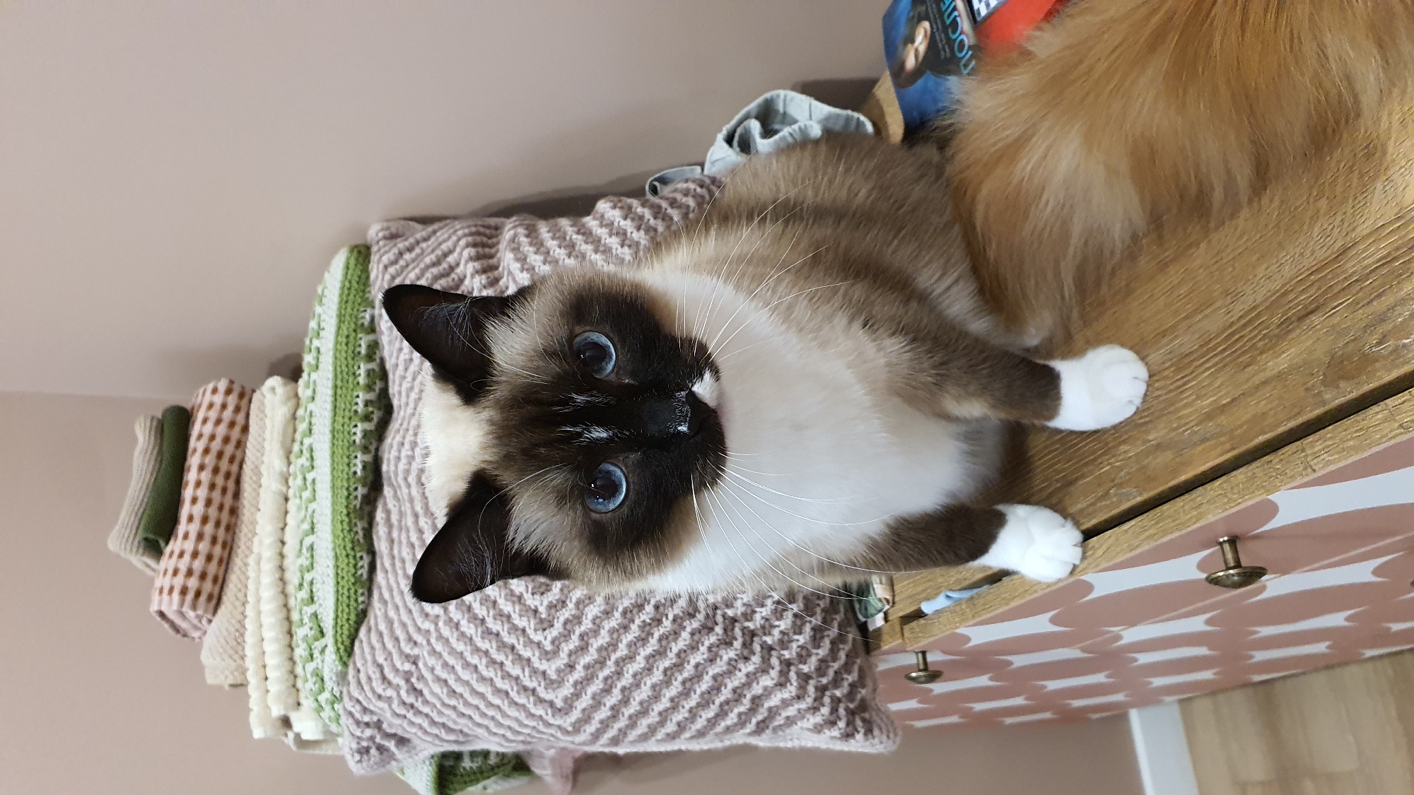 A Siamese cat with blue eyes and dark brown points is lying on a wooden surface next to a pile of folded knit blankets. The cat is looking directly at the camera with a curious expression. Its fur is a mix of brown and white, with distinctive dark markings on its ears, face, and paws. The blankets are stacked vertically and feature various patterns and colors, including green, beige, and white. To the right of the cat, a small portion of a book is visible with some text that is difficult to read due to the angle and resolution. The overall scene appears to be indoors, in a domestic setting. The lighting suggests it could be daytime. The location is identified as Krasnoyarsk, Russia.