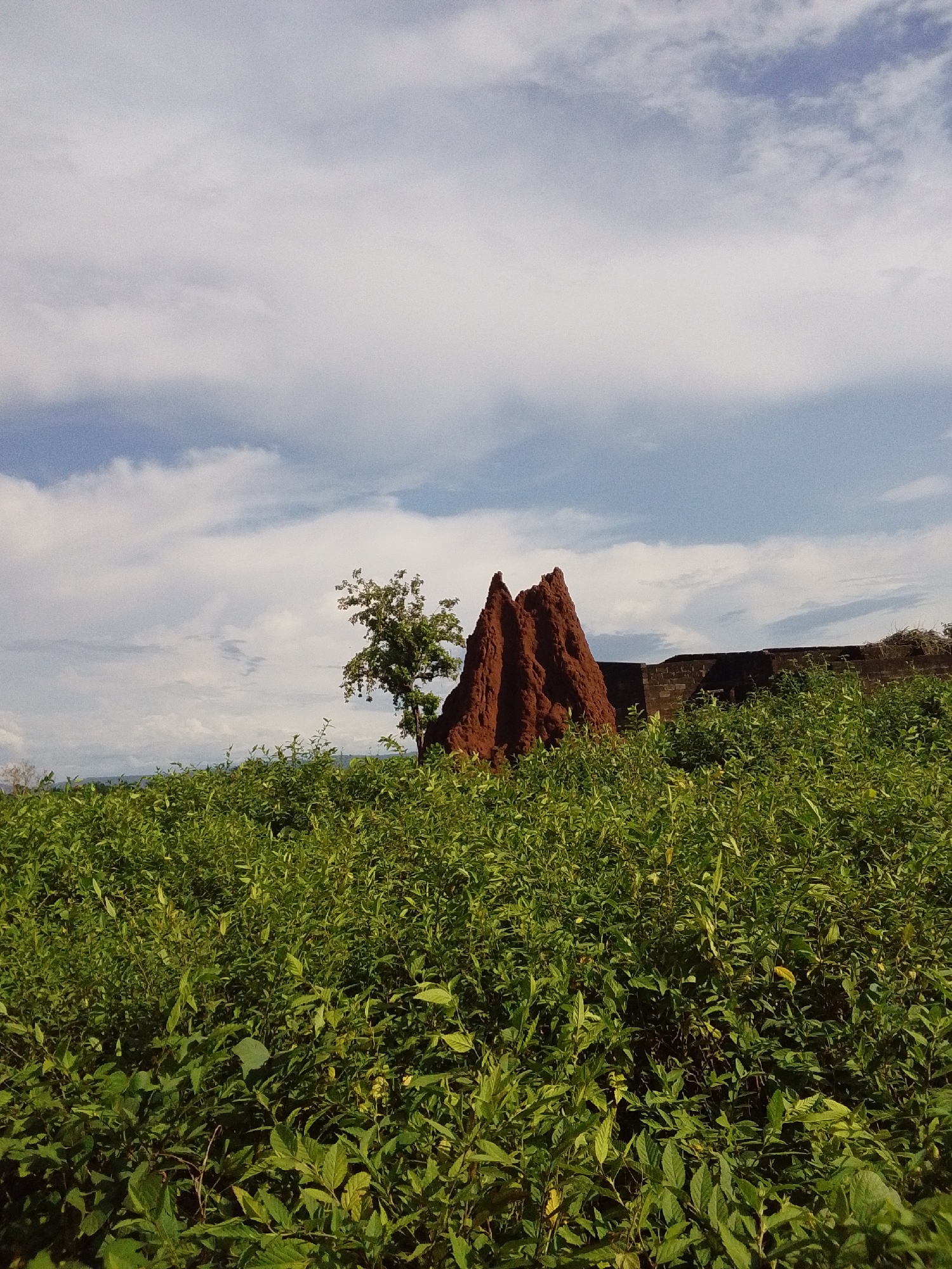 A termite mound, a tall, conical structure of reddish-brown earth, stands in the foreground of this outdoor scene. It is flanked by a small, leafy tree on its left. Behind the mound, a low, brick structure, possibly a wall or building, is partially visible. The entire foreground is covered in dense, green vegetation. The sky above is a mixture of blue sky and white, fluffy clouds. The scene appears to be a rural or natural landscape in or around Serti, Nigeria.
