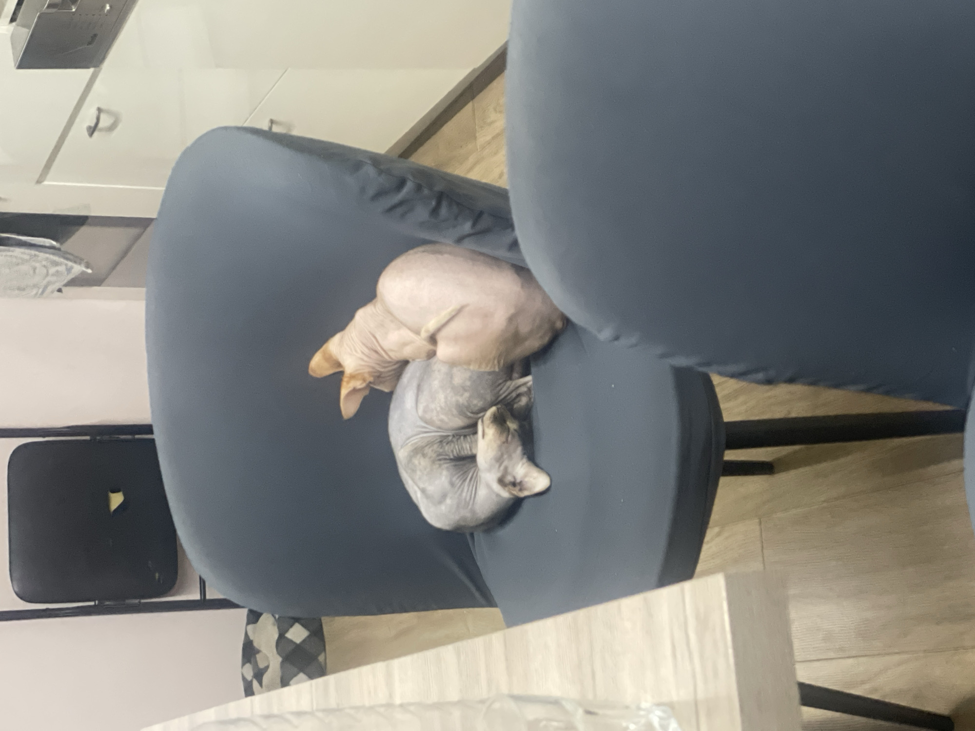 Two Sphynx cats are curled up on a blue upholstered chair. One cat is light pink and the other is gray. The scene is indoors, in a room with a light-colored wood floor. There is a white cabinet and a black chair visible in the background. The location is in Sofia, Bulgaria, per user request, however this cannot be verified from the image alone.