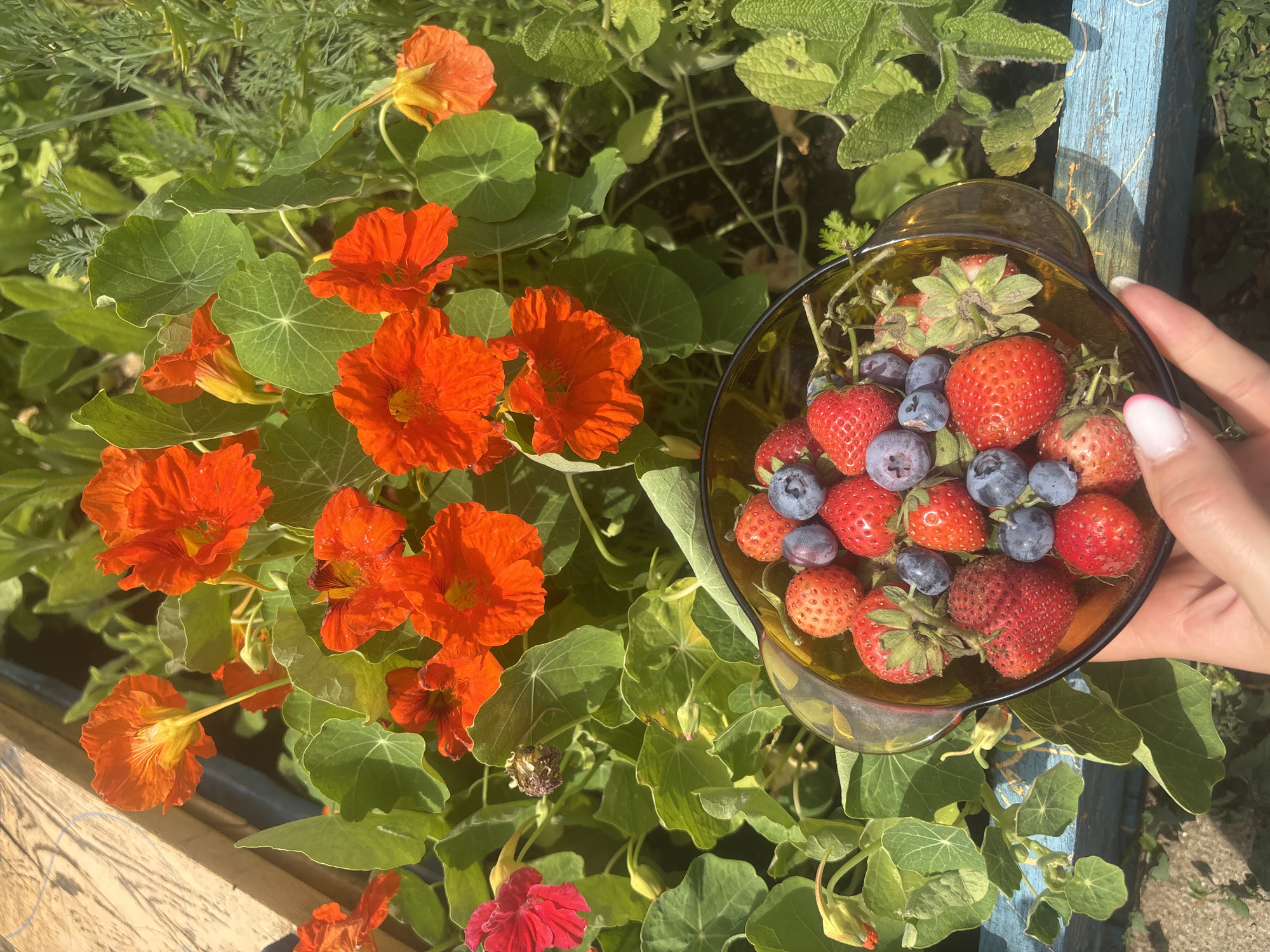 In Burgas, Bulgaria, a person's hand with manicured nails holds a translucent brown bowl filled with fresh strawberries and blueberries. The bowl is positioned in front of a vibrant backdrop of nasturtium flowers in shades of orange and red, interspersed with lush green foliage. The scene is set outdoors, with a wooden structure visible in the upper left corner and glimpses of what appears to be garden soil and other greenery in the background. The lighting suggests a sunny day.