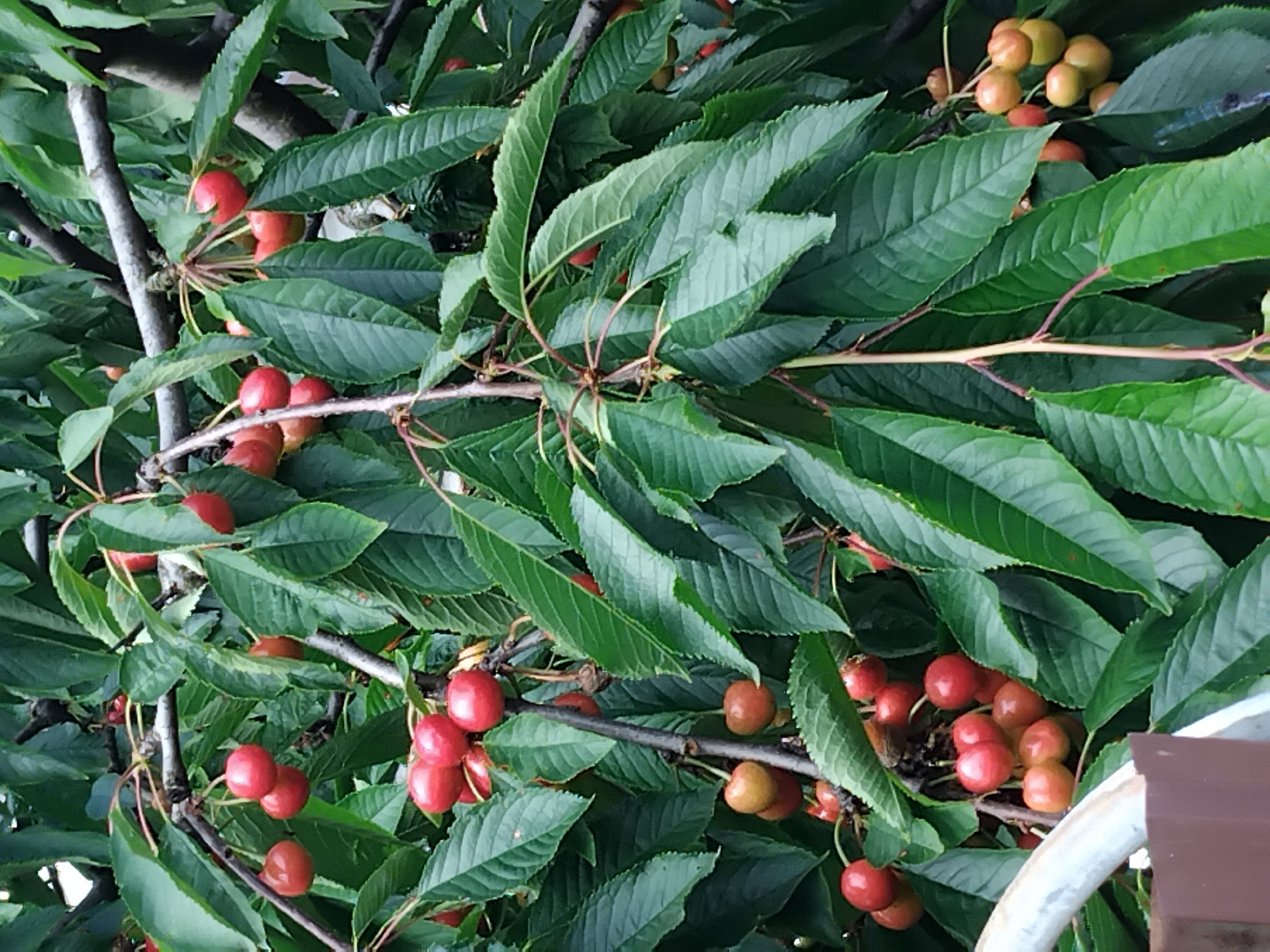 The image shows a close-up view of a cherry tree branch laden with ripe cherries and green leaves. The cherries are mostly red and some are a lighter shade of red or orange, indicating varying stages of ripeness. They are clustered together on thin stems. The leaves are broad, dark green, and serrated along the edges. The branches are thin and woody. The overall impression is a vibrant, natural scene of a fruit-bearing tree. The image does not contain any discernible elements that would allow for identification of its specific location within Kyiv, Ukraine.