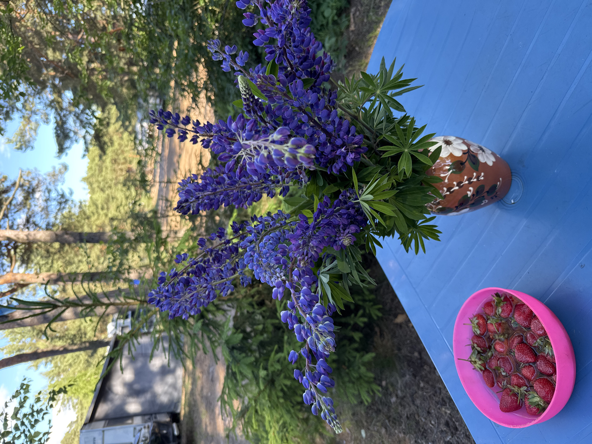 A close-up, eye-level shot showcases a vibrant bouquet of purple lupine flowers in a decorative brown vase with white floral accents, positioned on a blue plastic table. To the left of the vase, a bright pink oval bowl is filled with fresh strawberries. The table itself is set outdoors, with a backdrop of lush green trees and a hint of a white trailer or camper in the distance, suggesting a location within a natural setting, possibly Zelenaya Roshcha, Russia. The lighting suggests it is daytime, with sunlight filtering through the trees and casting gentle shadows. The overall scene evokes a peaceful, rustic atmosphere.