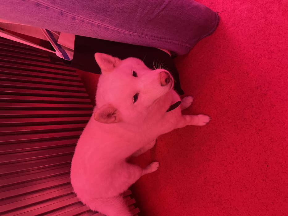 An indoor scene is dominated by strong magenta lighting, tinting all visible subjects and surfaces. A white-furred dog, consistent with a Shiba Inu breed, stands centrally on a magenta-colored floor. The dog faces slightly right, its head angled downward, eyes partially closed, and a pink nose prominent. A dark collar is visible around its neck. To the right of the dog, a human leg clad in blue jeans, appearing purple under the lighting, stands upright. Behind the leg, a dark bag, possibly a tote, shows a white and blue striped pattern on its interior or handle. The background features a wall composed of vertical corrugated or slatted panels, also cast in magenta light. The specific location within Paris, France, is not identifiable from the provided visual evidence.