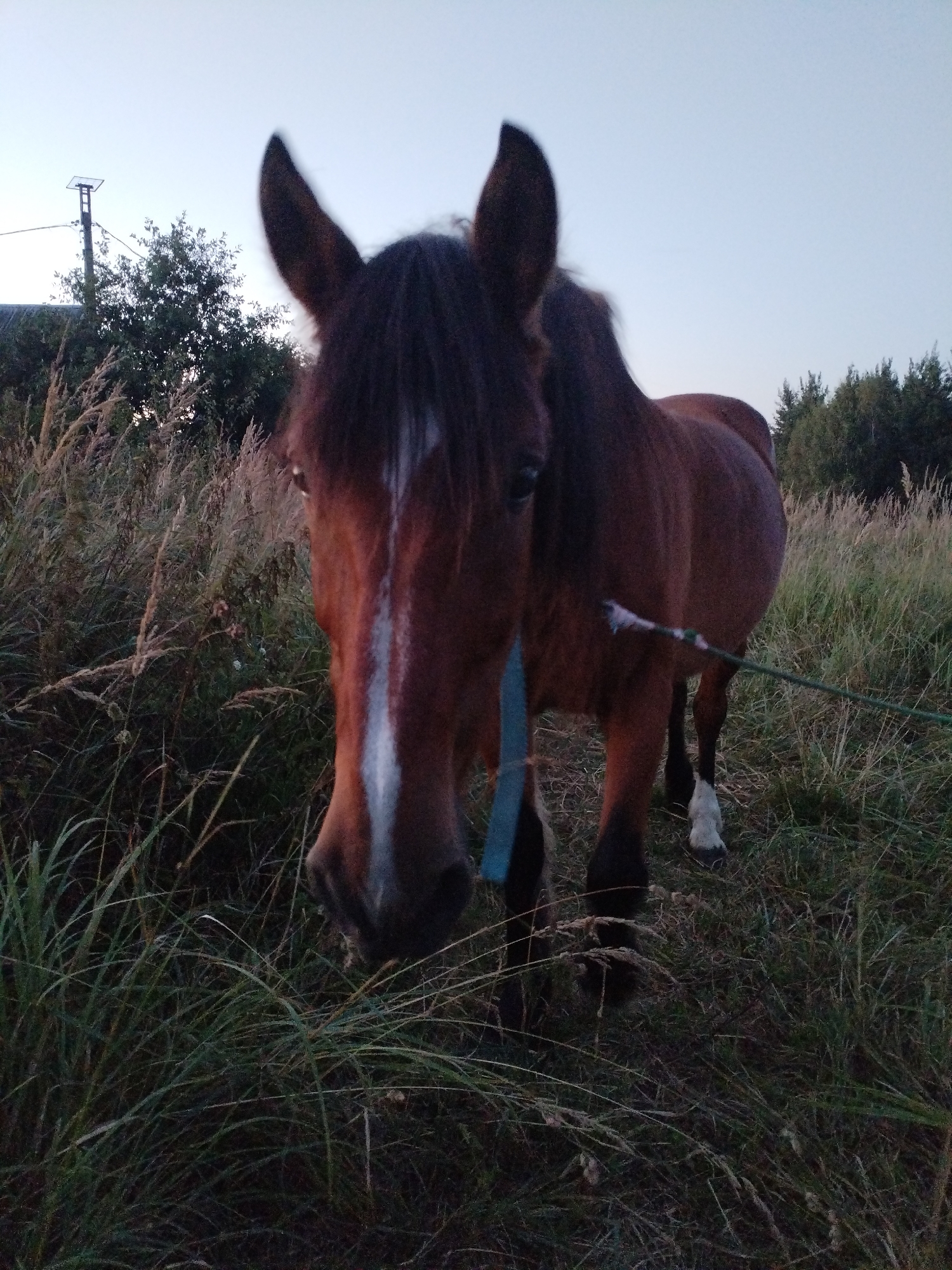 A brown horse stands in a grassy field near Bialynichy, Belarus. The horse is facing the camera, with its head tilted slightly. A blue strap is visible around its neck, and a green rope is attached to its hindquarters and extends out of frame. In the background, there are trees and a utility pole. The sky is overcast, and the lighting suggests it is either early morning or late evening. The grass is tall and dry, indicating a rural or natural setting.