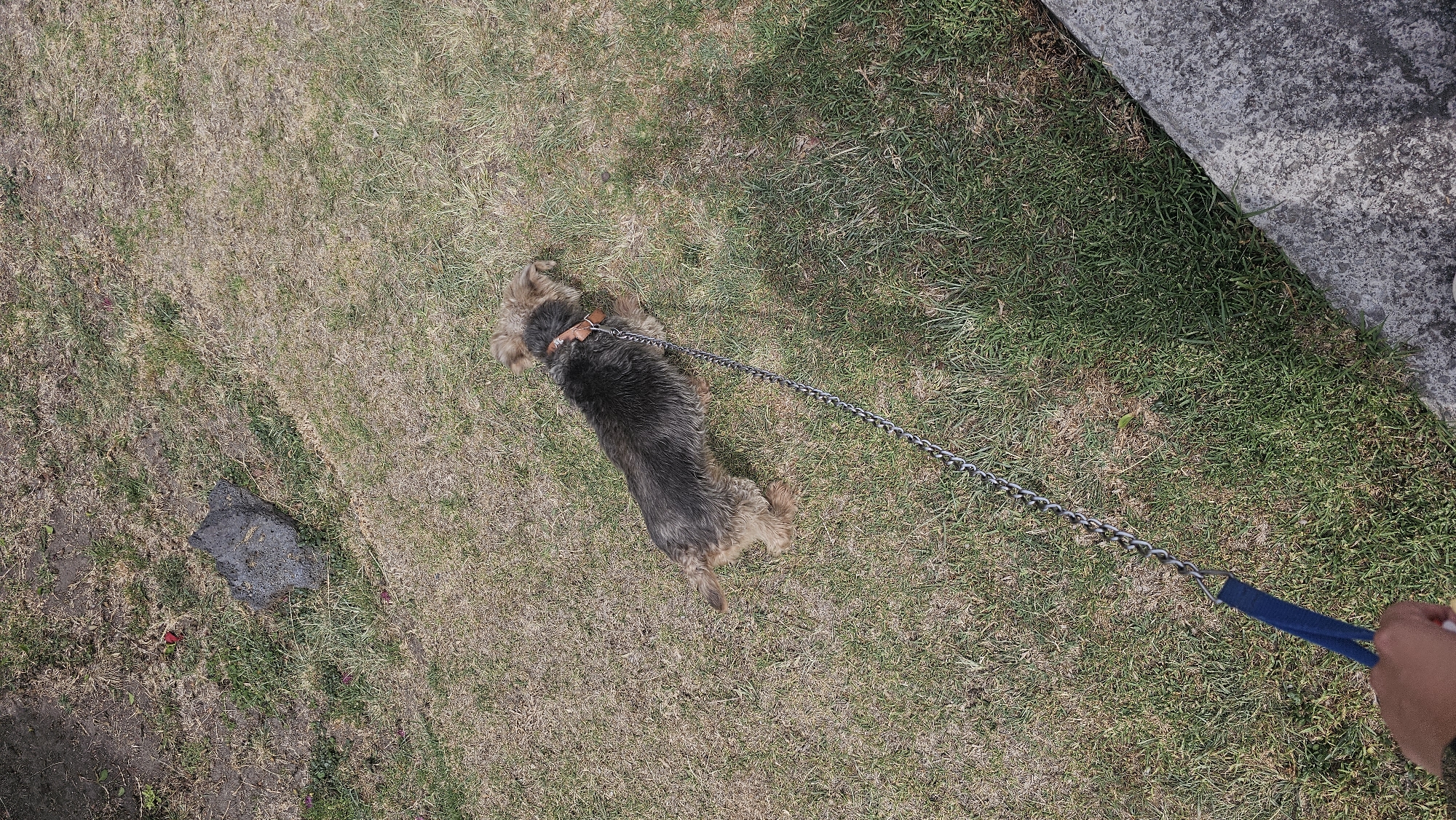 The image shows a small, long-bodied, terrier-like dog lying on a patch of grass, held by a person using a chain leash with a blue fabric handle. The dog is predominantly dark gray with some tan and brown markings, and it is wearing a brown collar. The grass appears to be a mix of green and dry patches. There is a stone or rock to the left of the dog and a concrete edge on the right. The photo was taken outdoors, seemingly from an overhead perspective. The location is San Bernardino Tlaxcalancingo, Mexico.