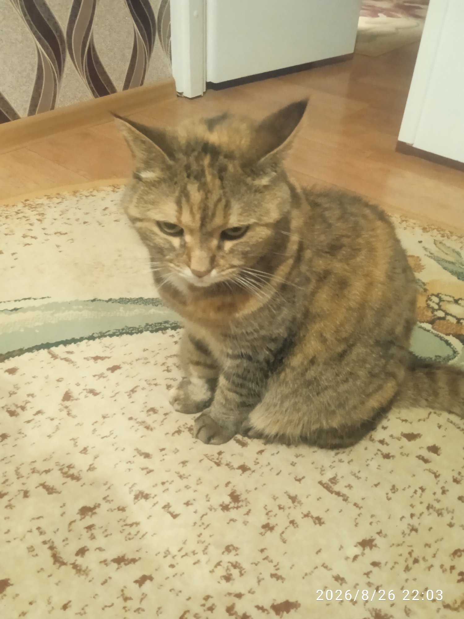 A tortoiseshell cat is sitting on a carpeted floor, facing left with its head slightly bowed. The cat has green eyes and tabby markings. The carpet has a light beige base with scattered brown and gray speckles, and a decorative stripe. Behind the cat, a wooden floor is visible, transitioning to a patterned wallpaper on the wall. To the right, a white door frame is present. A date and time stamp, "2026/8/26 22:03", is visible in the lower right corner. The image appears to be taken indoors in a residential setting. The specific location in Lida, Belarus is not discernible from the visual information provided.