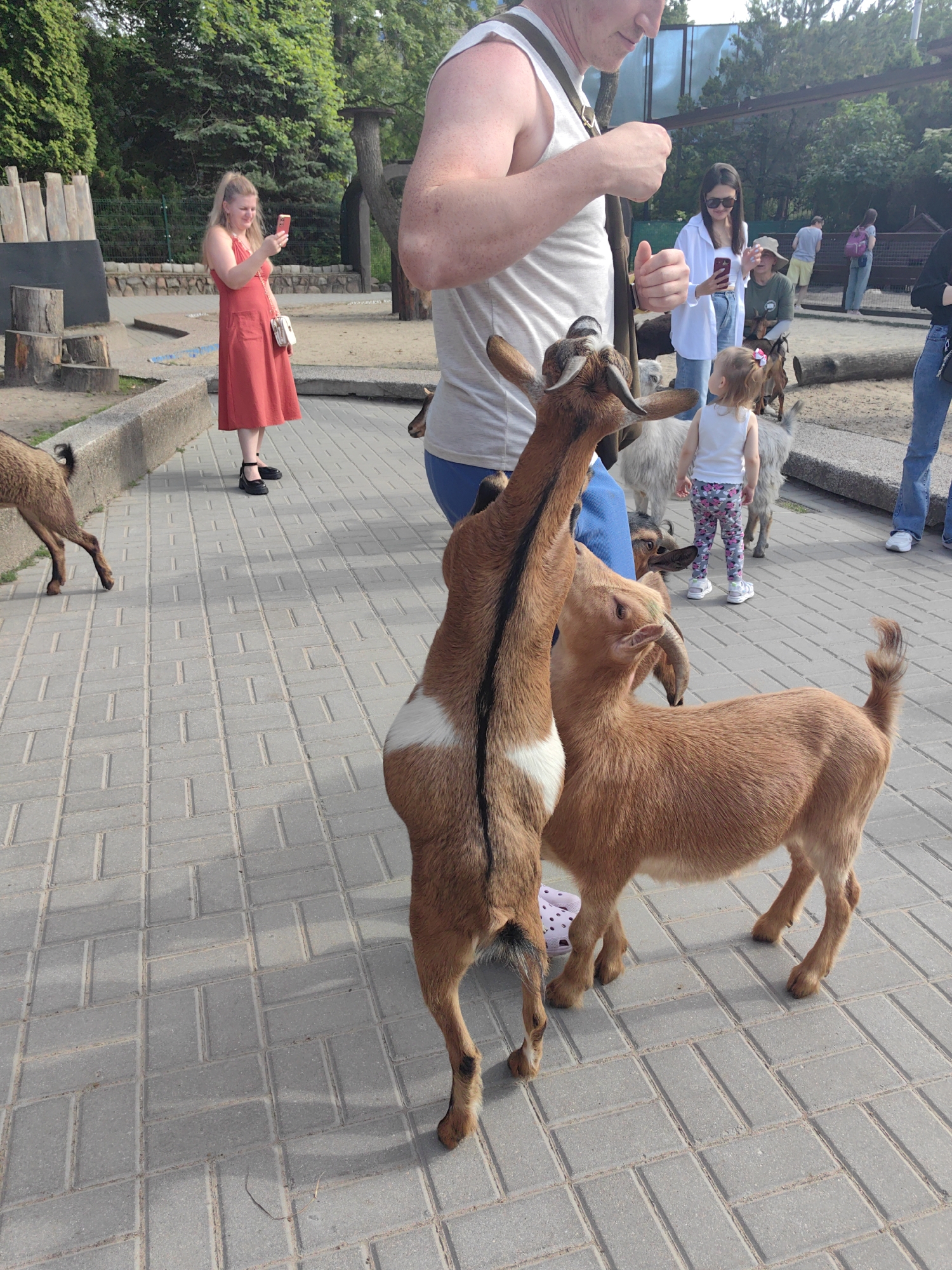 This is a medium-shot, outdoor photo taken on a sunny day, likely during daytime. The scene depicts a group of people interacting with goats on a paved walkway. In the foreground, two young goats are prominent. One goat, a reddish-brown color with white markings, stands with its back to the camera, while another reddish-brown goat is facing right, looking towards the first goat. A person's arm is visible in the upper right corner, seemingly offering food to the goats.
In the background, a woman in a red dress is holding up her phone, appearing to take a picture of the goats. To her left, a man is visible in the background. Further back, a woman in a white shirt and sunglasses is also holding a phone, and a young child in a white tank top and patterned leggings is standing near her. Other people and a goat can be seen in the distance, suggesting this is a place where visitors can interact with the animals, perhaps a petting zoo or a park. The setting appears to be an enclosure with some wooden structures and greenery in the background. The overall mood seems relaxed and engaged, with people enjoying their time with the animals. No visible text is present in the image.