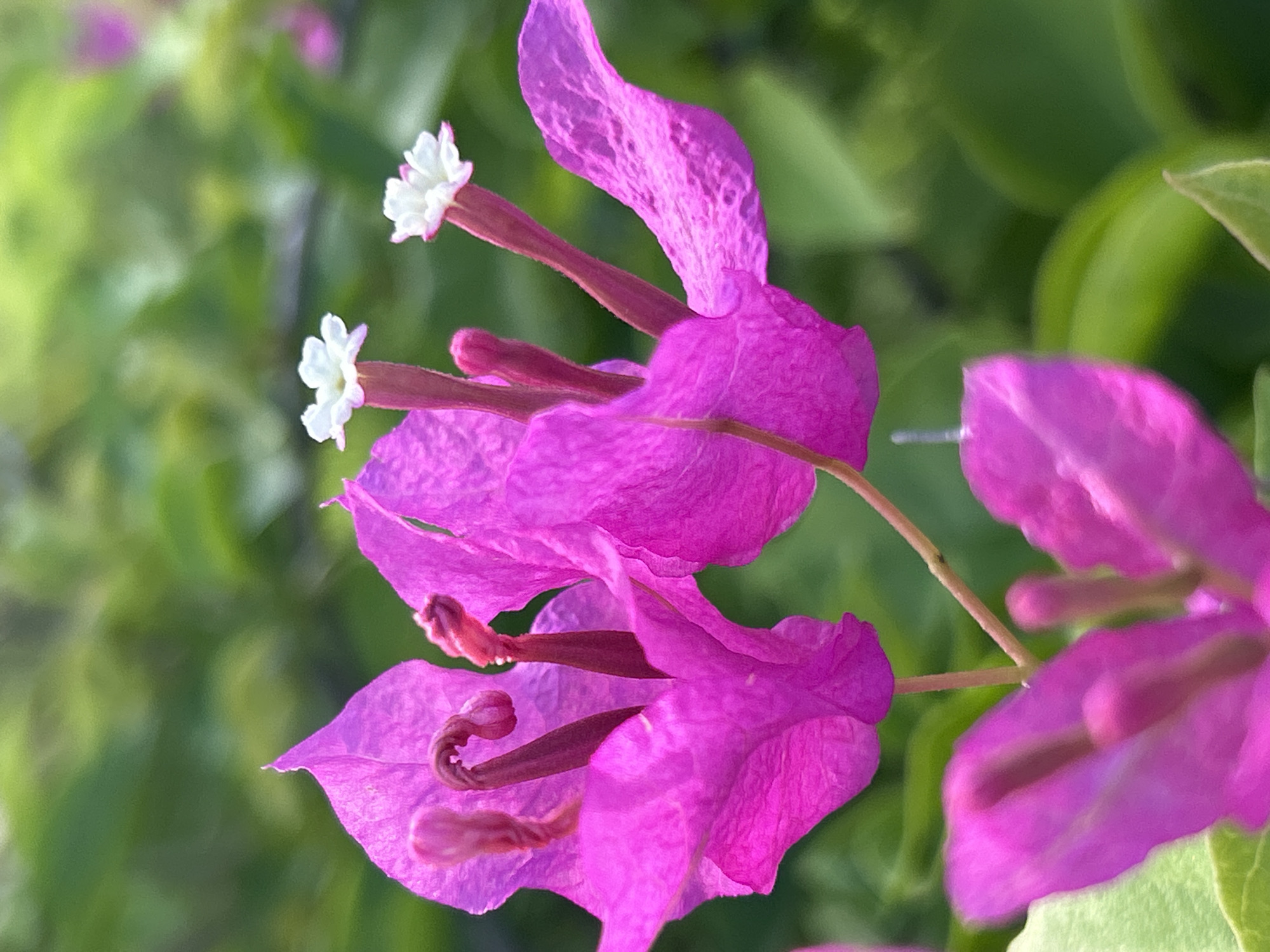 The image shows a close-up of bougainvillea flowers with white centers and magenta bracts, set against a blurred green background of foliage. The flowers appear vibrant and detailed. The location of Lhokseumawe, Indonesia is not discernible from the image alone.