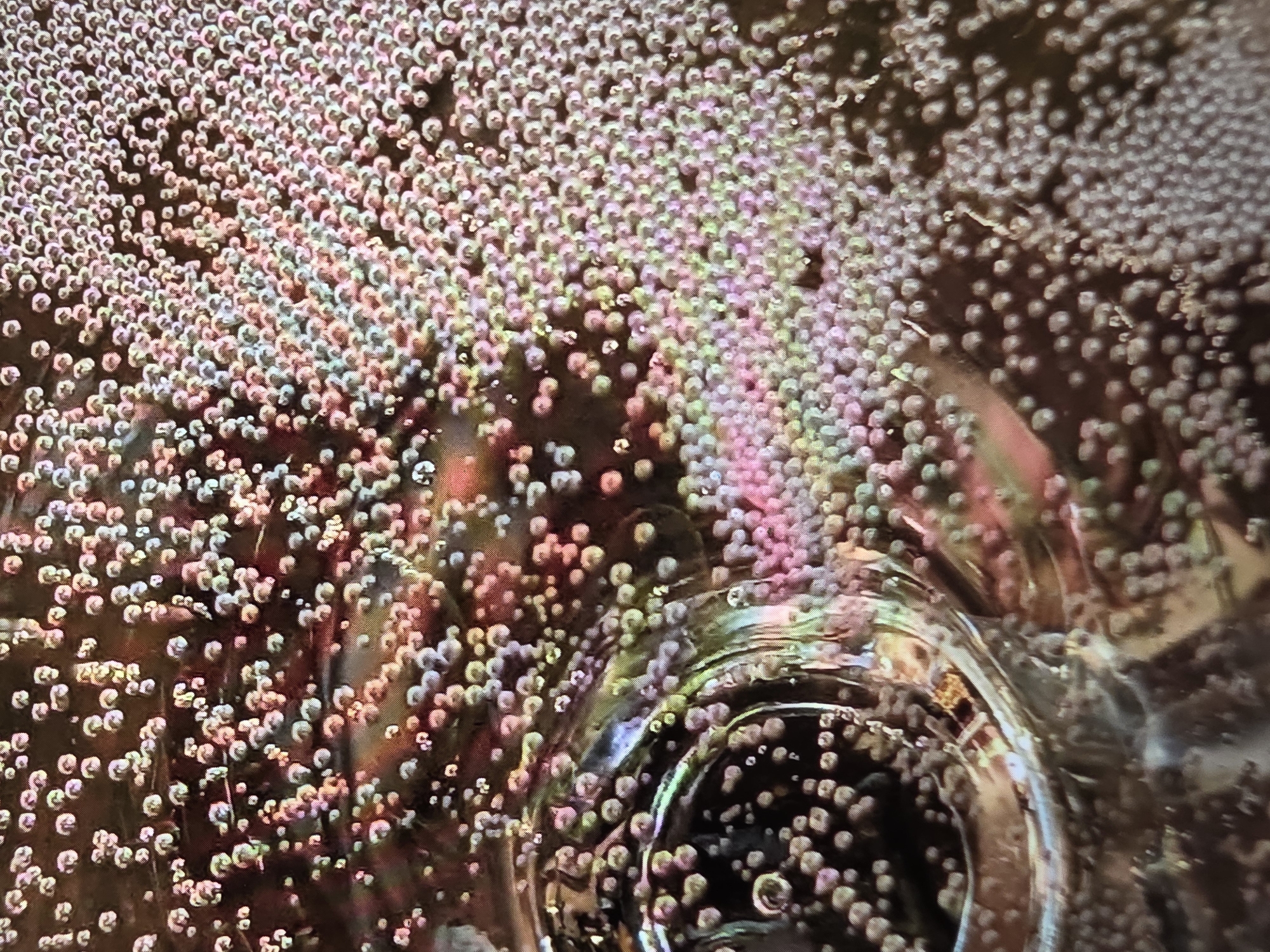 An extreme close-up shot captures a surface teeming with small, iridescent bubbles. The bubbles are primarily concentrated in the upper right portion of the frame, appearing as a dense, textured mass. Their surfaces reflect light, creating a spectrum of pastel colors including pink, purple, green, and white. In the lower left quadrant, a curved, metallic or glass-like object is visible, partially submerged and surrounded by fewer, larger bubbles. This object is reflective, showing distorted colors and shapes. The background appears dark and indistinct, providing no environmental context. The scene suggests a liquid medium with dissolved gas, possibly a carbonated beverage or a laboratory experiment involving effervescence. The location is unknown.