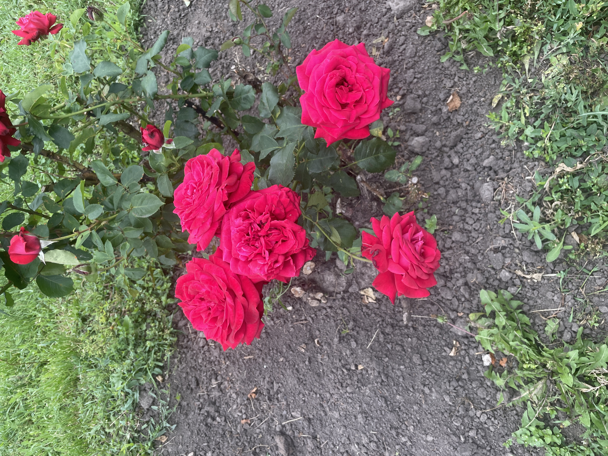 A high-angle, full shot captures a cluster of vibrant red roses blooming in dark soil amidst green grass. The roses, in various stages of bloom, are the central focus, with their velvety petals unfurling in the sunlight. The surrounding soil is dark and textured, dotted with small stones and fallen leaves. Patches of lush green grass border the flowerbed, adding a touch of natural contrast to the scene. The overall impression is one of natural beauty and a moment captured in time, likely in a garden or park setting.