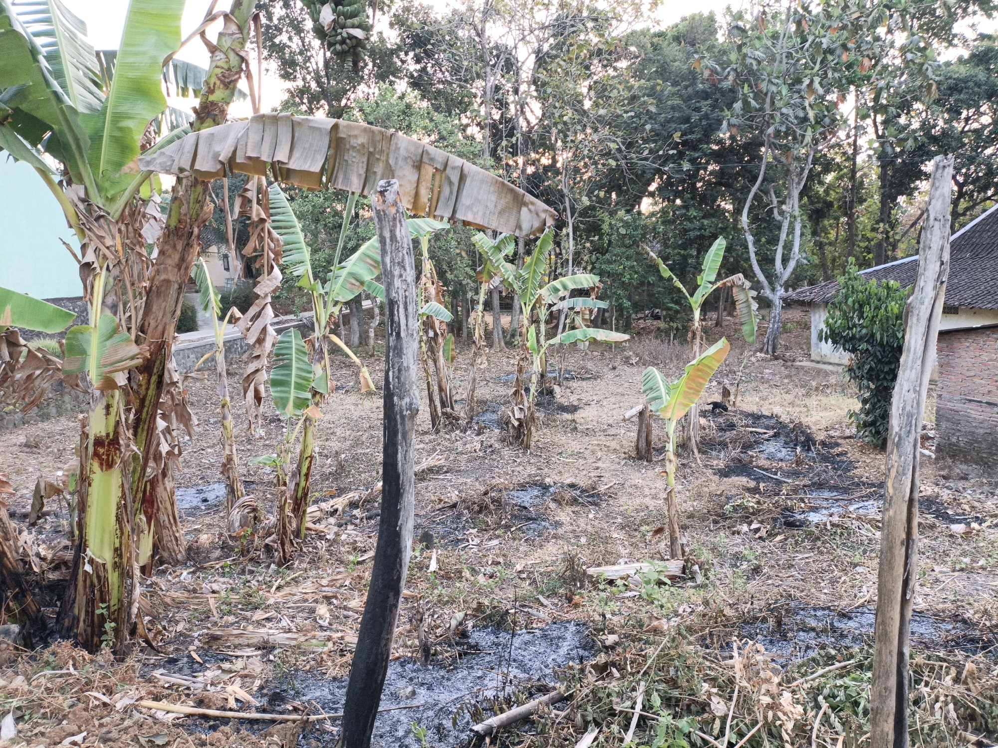 The image depicts a rural scene in Wonogiri, Indonesia, likely a garden or small farm that has experienced a fire. Several banana plants, some appearing damaged or dried, are prominent in the foreground. The ground is covered with dry leaves, debris, and patches of black ash, indicating a recent fire. In the background, trees form a dense canopy, and a portion of a brick building with a tiled roof is visible on the right side of the frame. The overall impression is one of a rural landscape affected by natural elements or human activity resulting in a fire. There are no people or animals visible in the image.