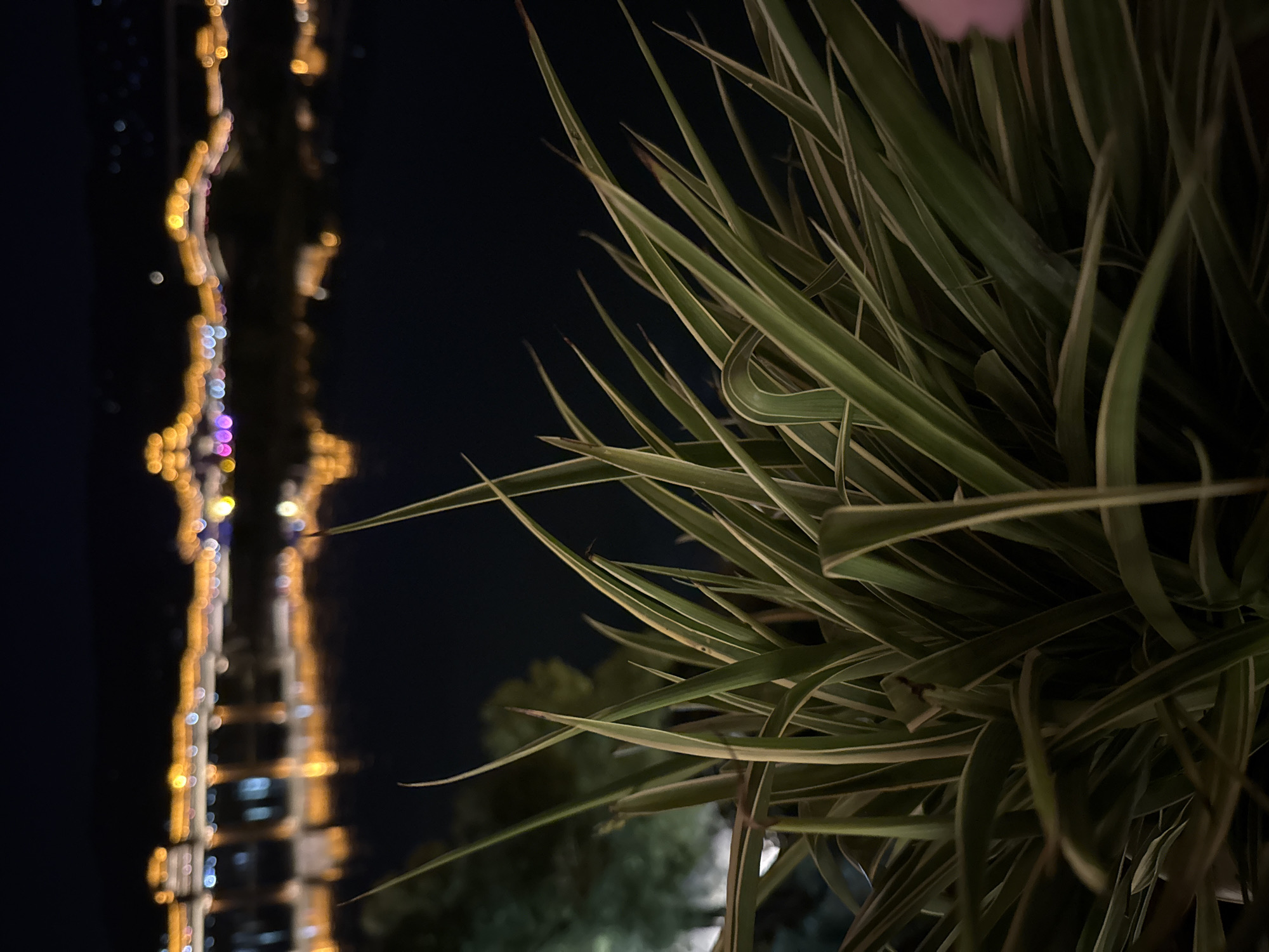 The image depicts an outdoor night scene. In the foreground, there is a cluster of spiky, green and white striped leaves of a plant. Behind the plant, in soft focus, is a tall structure illuminated with yellow and blue lights. The surrounding environment appears to be a dark cityscape. While the image lacks enough details to definitively confirm the location, there are no identifying elements present to definitively confirm the location as Zhuoshui, China.