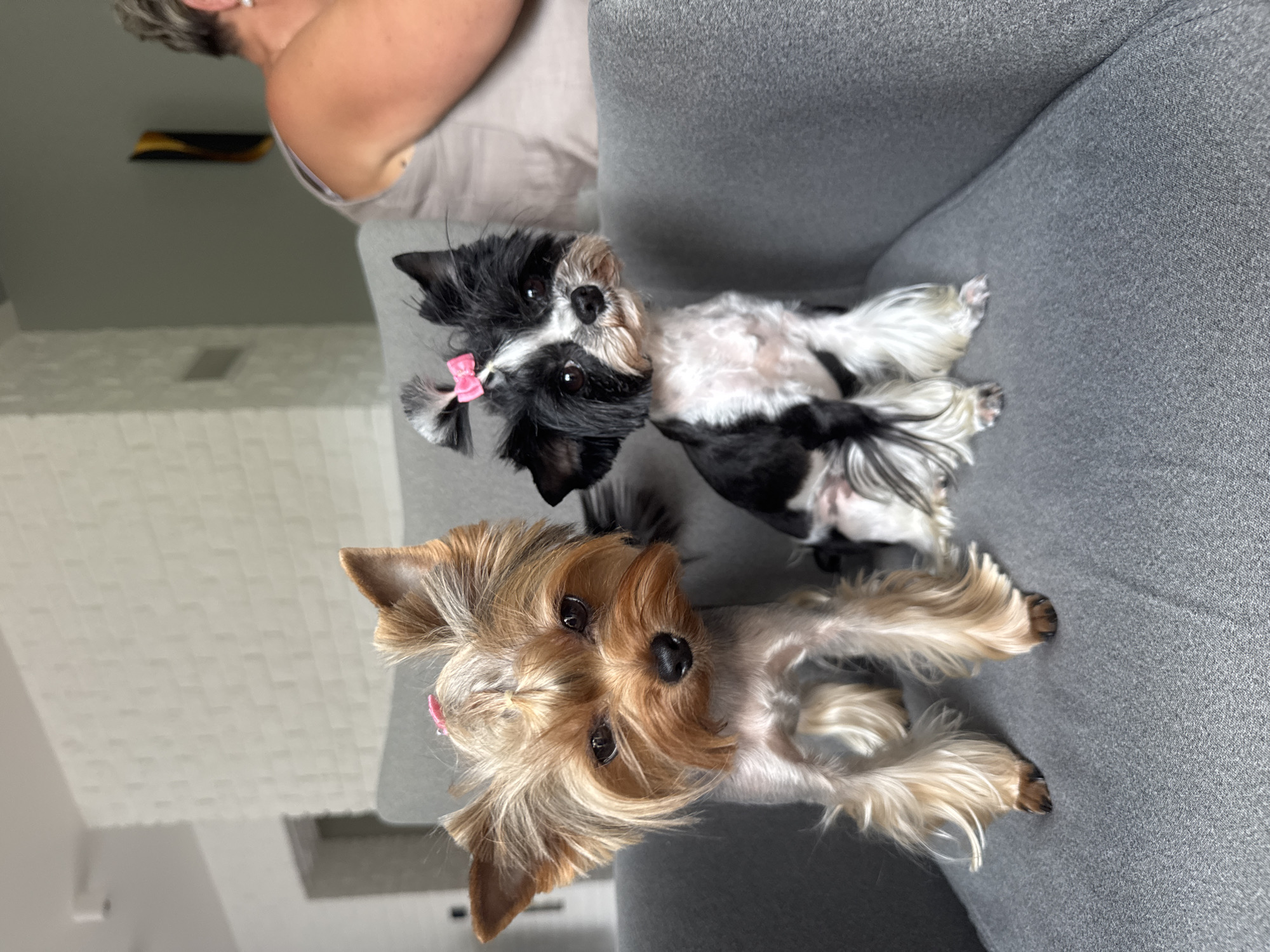 Two small dogs, a tan Yorkshire Terrier and a black and white dog, are seated on a gray upholstered chair. The Yorkshire Terrier is on the left, facing the camera with its ears perked and a pink bow on its head. The black and white dog is on the right, also facing the camera with its ears up and a pink bow in its hair. Behind the dogs, a person is visible, seated and facing away from the camera. The background features a wall with textured white bricks and a hint of a door frame. The overall setting appears to be an indoor residential environment in Carnikava, Latvia.