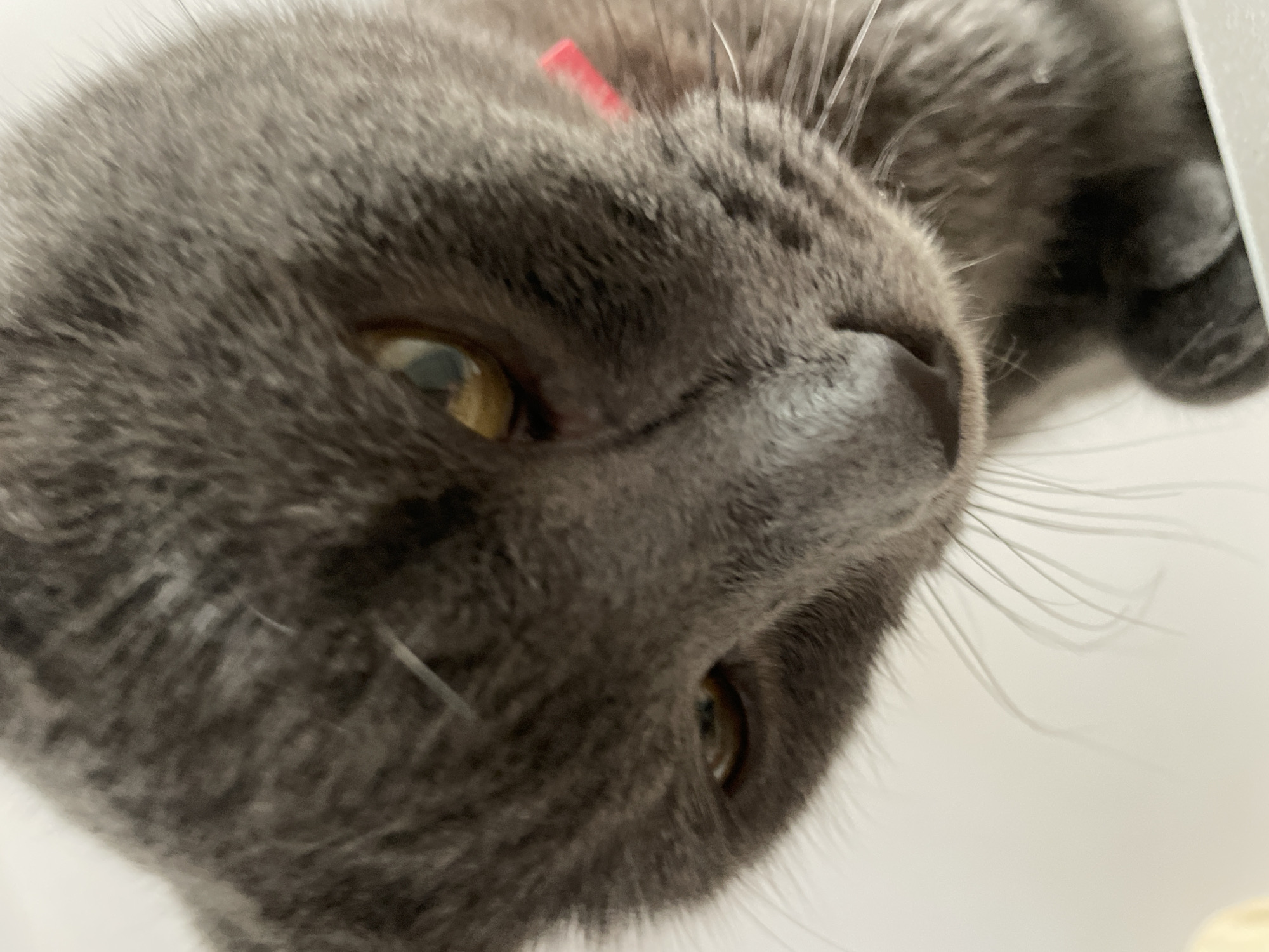 The image is a close-up, low-angle shot of a grey cat. The cat's face fills most of the frame, with its head tilted downwards. Its fur is short and dense, and its eyes are visible, one appearing to be more amber in color than the other. A thin, bright pink collar is visible around the cat's neck. The background is a plain white surface. There is no indication of the city of Sochi, Russia, or any other specific location within the image.