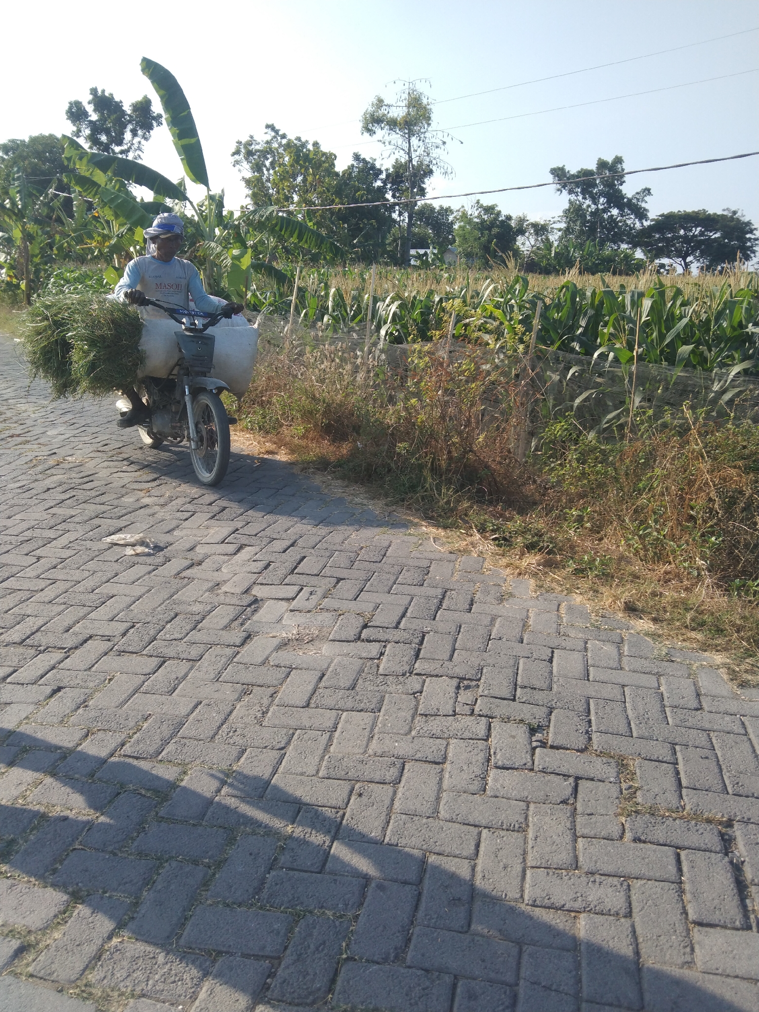 A person wearing a blue hat and a light blue shirt is riding a dark-colored motorcycle on a paved road. The motorcycle is loaded with a large bundle of green grass on the back and two large white sacks on either side. The person appears to be a farmer, likely heading to or from a field. The background shows a field of corn and several trees, indicating a rural or semi-rural setting. The road is made of gray interlocking bricks, and there are shadows cast on the road from the rider and the motorcycle, suggesting it is a sunny day. The image appears to be taken in Buntalan, Indonesia, based on the context.