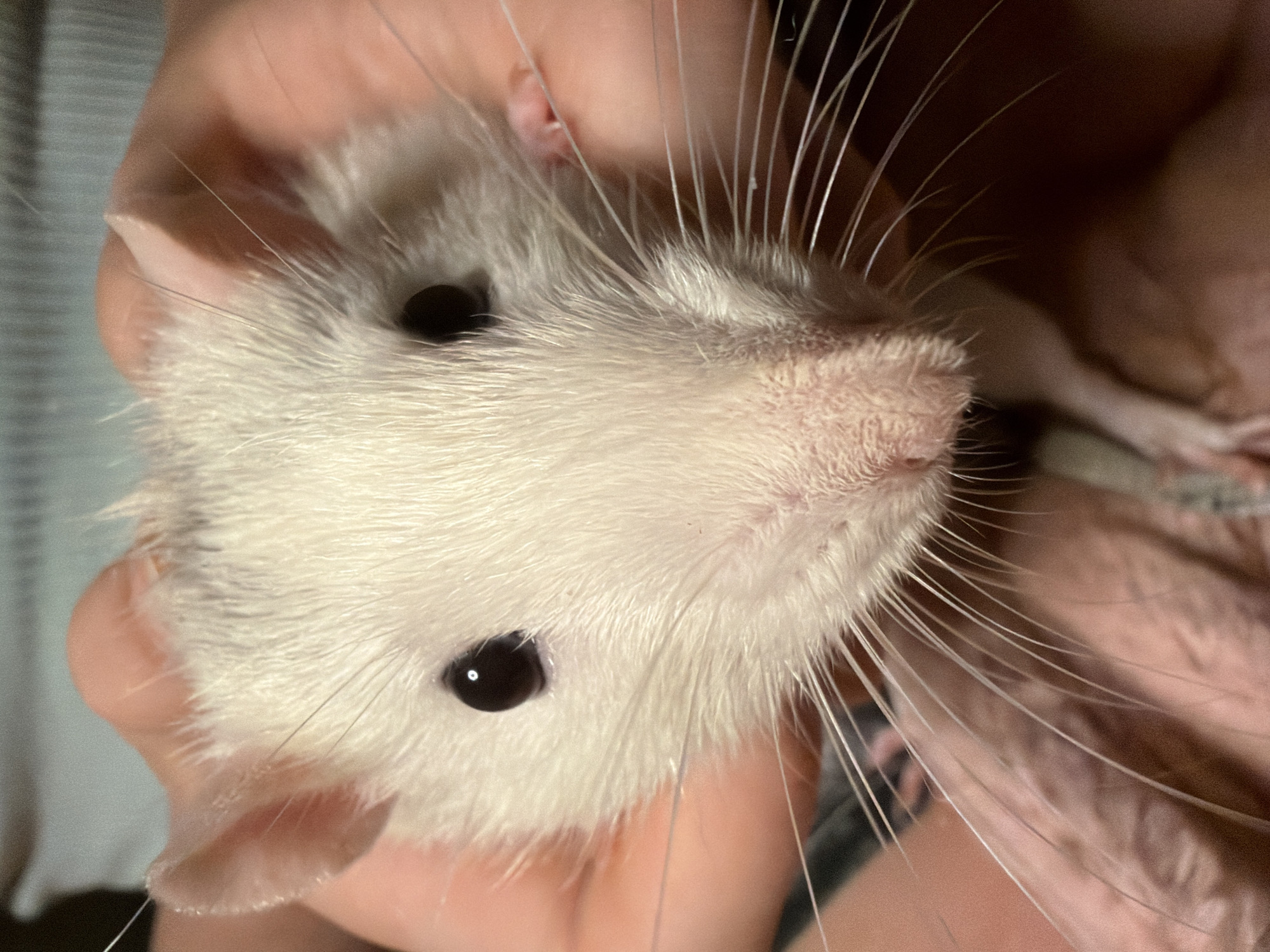A close-up photograph shows a white rat being held in a person's hands. The rat is primarily white with a pink nose and ears. Its eyes are black. Long, thin whiskers protrude from its face. The background is blurry and consists of light and dark tones, suggesting indoor lighting. The person's hands holding the rat are also blurred and are a fair skin tone. There is no information to connect the image to Markovo, Russia.