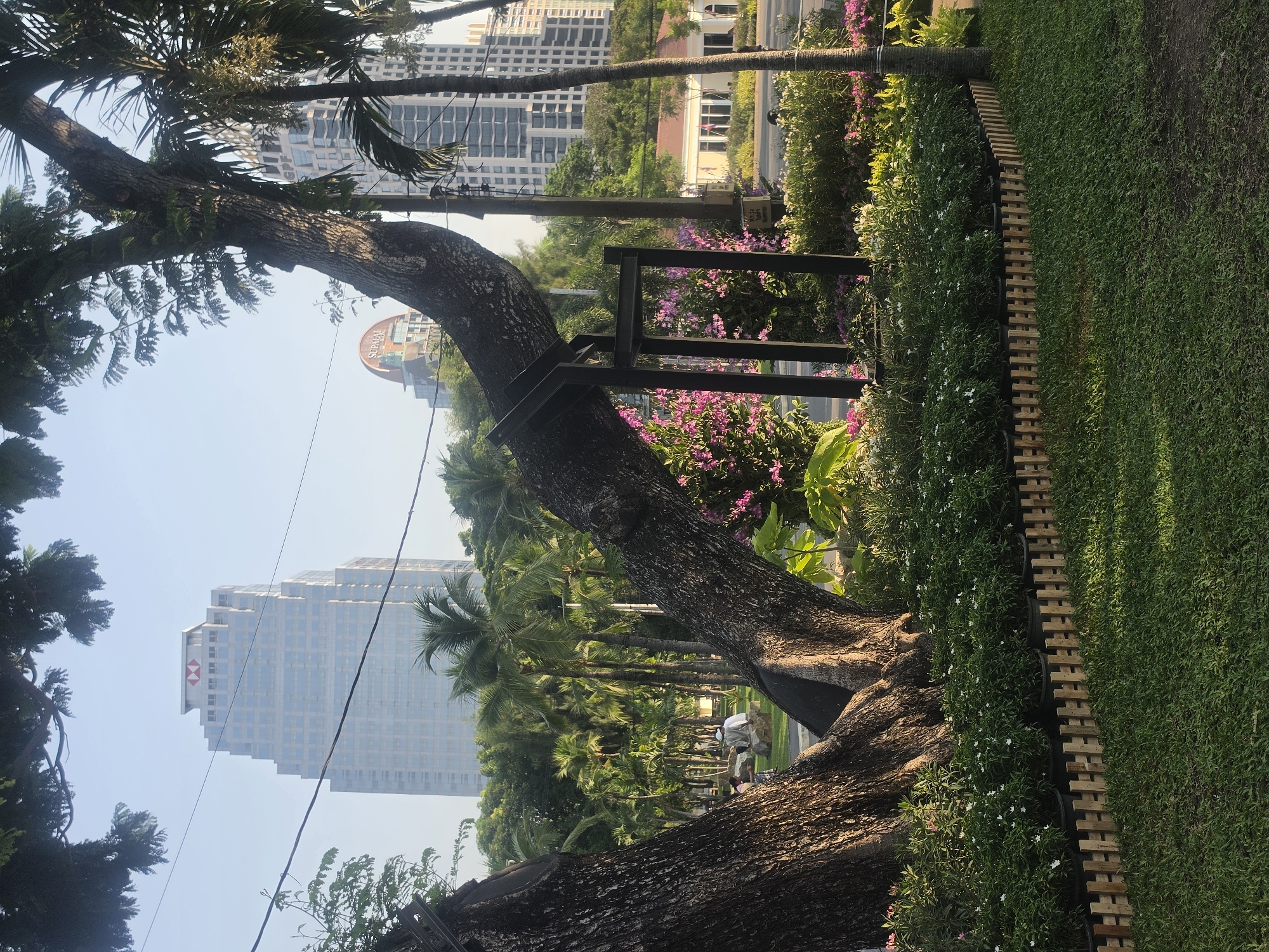 This media file captures an urban park or green space in Bangkok, Thailand, under clear, sunny skies, likely late morning or early afternoon. The scene presents a blend of lush tropical vegetation and modern city architecture.
In the foreground and midground, several large, mature trees are prominent, with thick, textured trunks and dense foliage. A particularly large, curving tree trunk dominates the left side, appearing to be supported by a dark metal structure. Alongside the trees, a vibrant border of flowering bushes showcases small white flowers and clusters of pink, orchid-like blooms. To the right, a neatly manicured lawn of green grass is separated from the bushes by a low, wooden slatted fence.
In the midground, beneath a canopy of palm trees, a few indistinct figures can be observed, appearing to be sitting or resting in the park. Power lines are visible traversing the upper sky.
The background reveals a modern urban skyline with several tall buildings. One prominent high-rise features a white and gray facade, topped with the distinctive red and white hexagonal logo of "HSBC." Further in the distance, another building with a unique circular or dome-like structure is partially visible, bearing the text "SIAM." The image portrays a peaceful urban oasis amidst the bustling city.