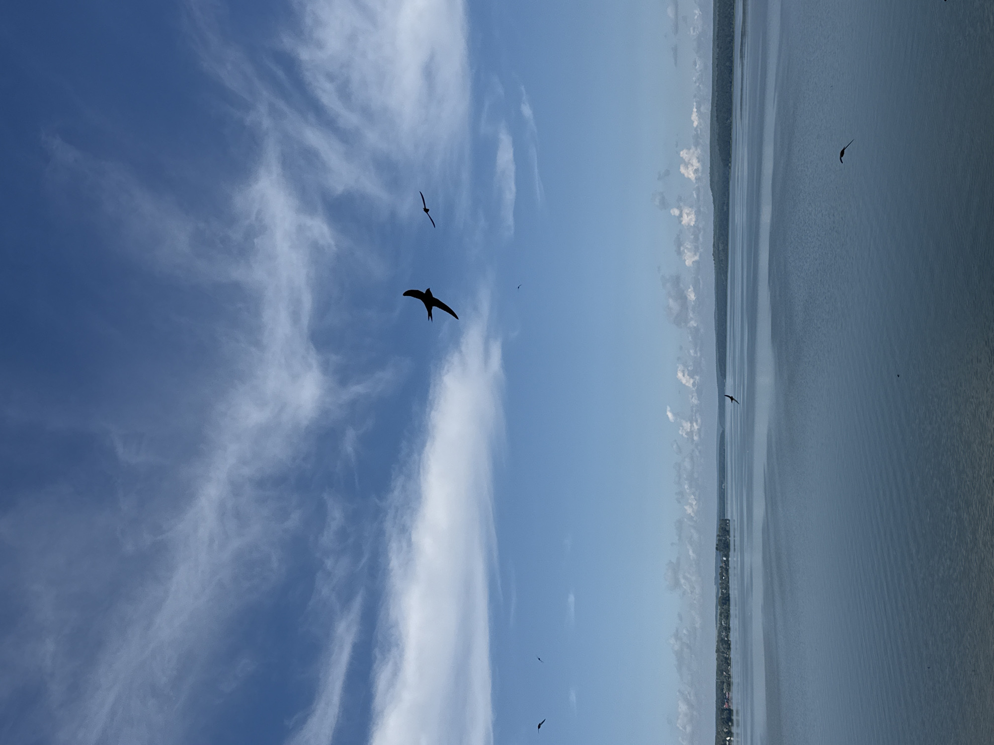 A vertical, medium shot captures a serene panoramic view of a wide, tranquil lake under a bright blue sky with wispy white clouds. Several birds are silhouetted against the sky, including a prominent one in the mid-right of the frame, its wings outstretched in flight. In the distance, a verdant shoreline with trees and buildings lines the horizon, suggesting the presence of Votkinsk, Russia. The water is calm, reflecting the sky, and the overall atmosphere is one of peaceful, natural beauty.
