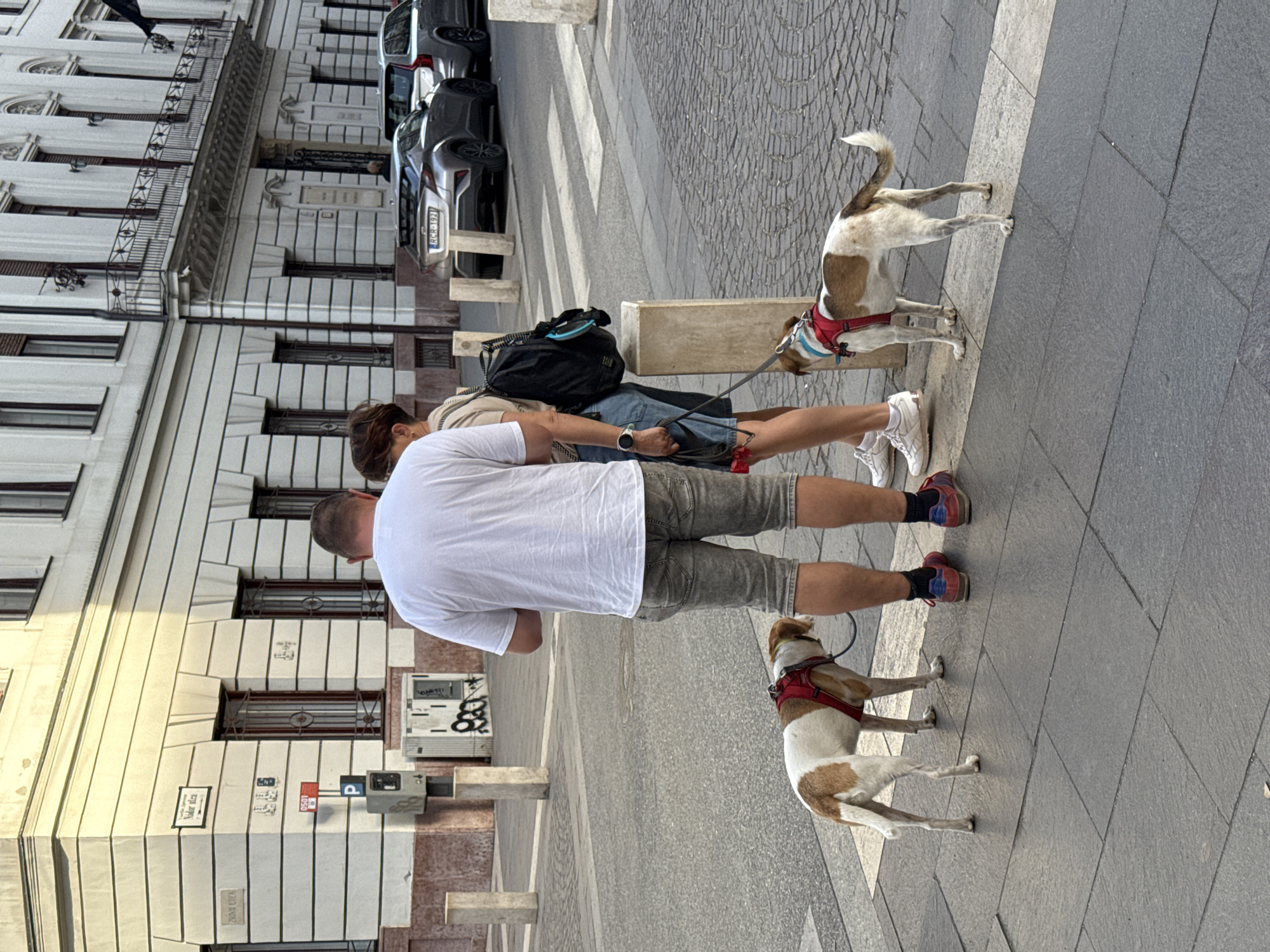 A medium, outdoor shot shows two people walking two dogs on a city street. The people appear to be a man and a woman, and they are walking the dogs on leashes. The man is wearing a white shirt, gray shorts, and sneakers, and the woman is wearing a beige shirt and denim shorts. The dogs are both small and white with brown spots. They are wearing red harnesses. The street is paved with gray stone, and there are buildings on either side of the street. There are several parked cars on the left side of the street. The buildings appear to be older and have a European style. The scene is located in Budapest, Hungary, as evidenced by the "ZONA UTCA" street sign in Hungarian.