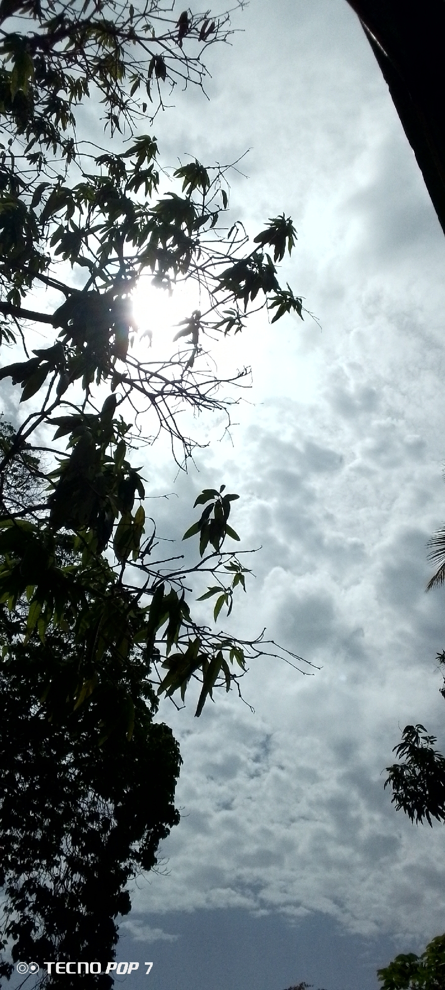 The image is a low-angle shot looking up at a cloudy sky, with the sun partially obscured by tree branches and leaves. The foreground features dark silhouettes of tree branches and foliage, some with visible leaves, others bare. The sun creates a bright glare through the branches. The sky is filled with grey and white clouds, indicating overcast or partly cloudy conditions. In the bottom left corner, a watermark reads "TECNO POP 7". The image appears to be taken outdoors, likely in a natural setting such as a park or residential area with trees, in Altagracia, Venezuela. No people are visible in the image.