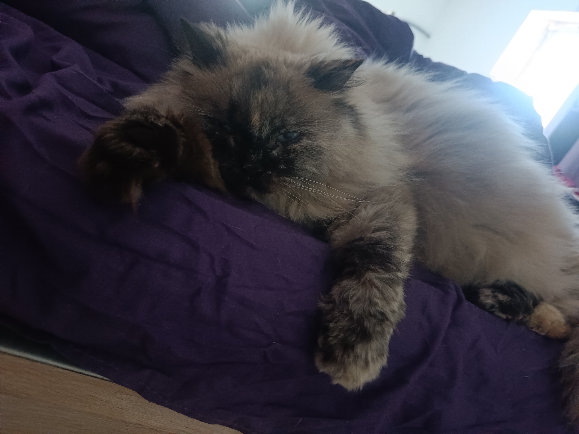 A long-haired, brown and tan cat is lying on a dark purple sheet. The cat's head is near the upper center of the frame, and one paw is draped over its face. The cat's body extends diagonally across the frame from the upper right to the lower left. The wooden floor is visible at the bottom left corner. Bright light appears to be coming from a window in the upper right.
There is no evidence in the image to suggest this scene is located in Rusalevka, Russia.