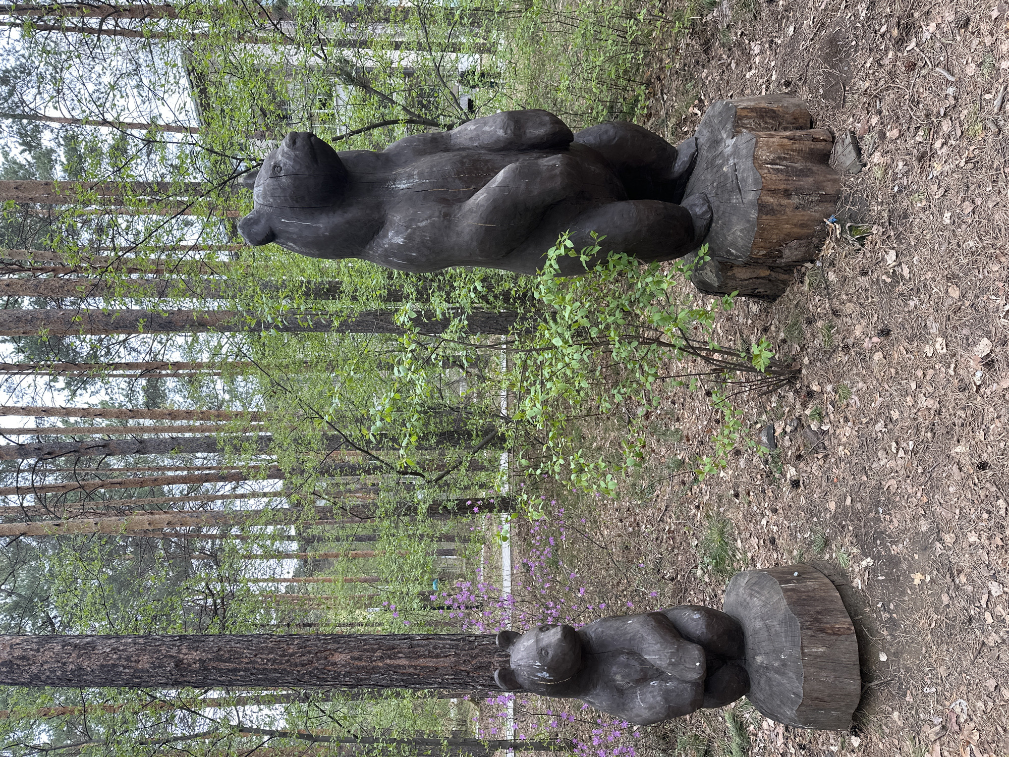 The image depicts two wooden bear sculptures placed on tree stump bases in a woodland setting, likely located in or near the city of Sayansk, Russia. The larger bear sculpture is positioned in the upper portion of the frame, while the smaller one is in the lower. The environment is characterized by tall pine trees, young green foliage, purple flowering bushes, and a ground covered with dry leaves and pine needles. The statues are dark brown, weathered, and are posed in a seated position. The surrounding environment suggests a park or wooded area in a town or city.